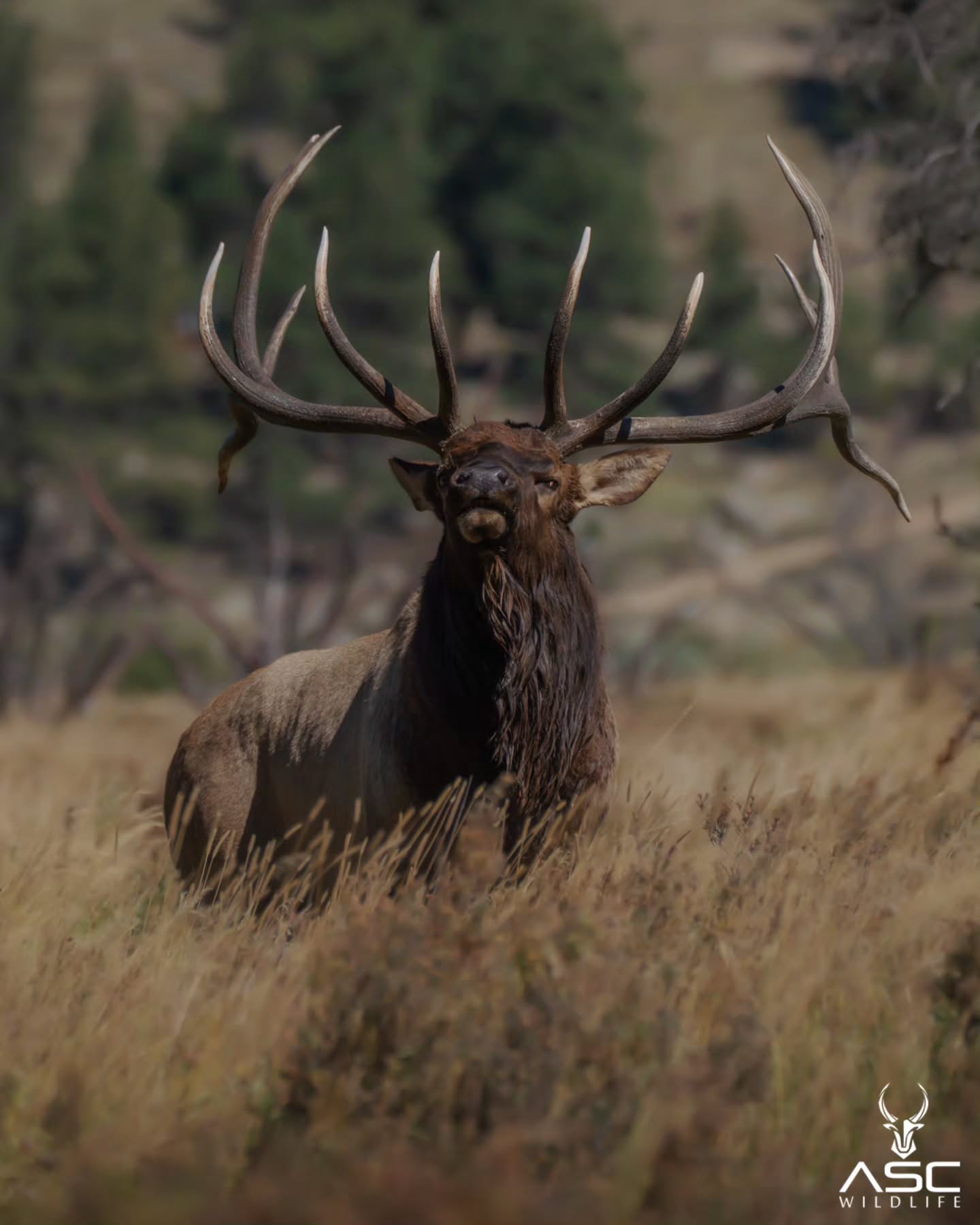 Split 5 from 2023 looking after his harem with a little side-eye.
Photography by @ascwildlife
.
.
.
#wildlifephotography #coloradowildlife #rockymountains #rmnp #elk