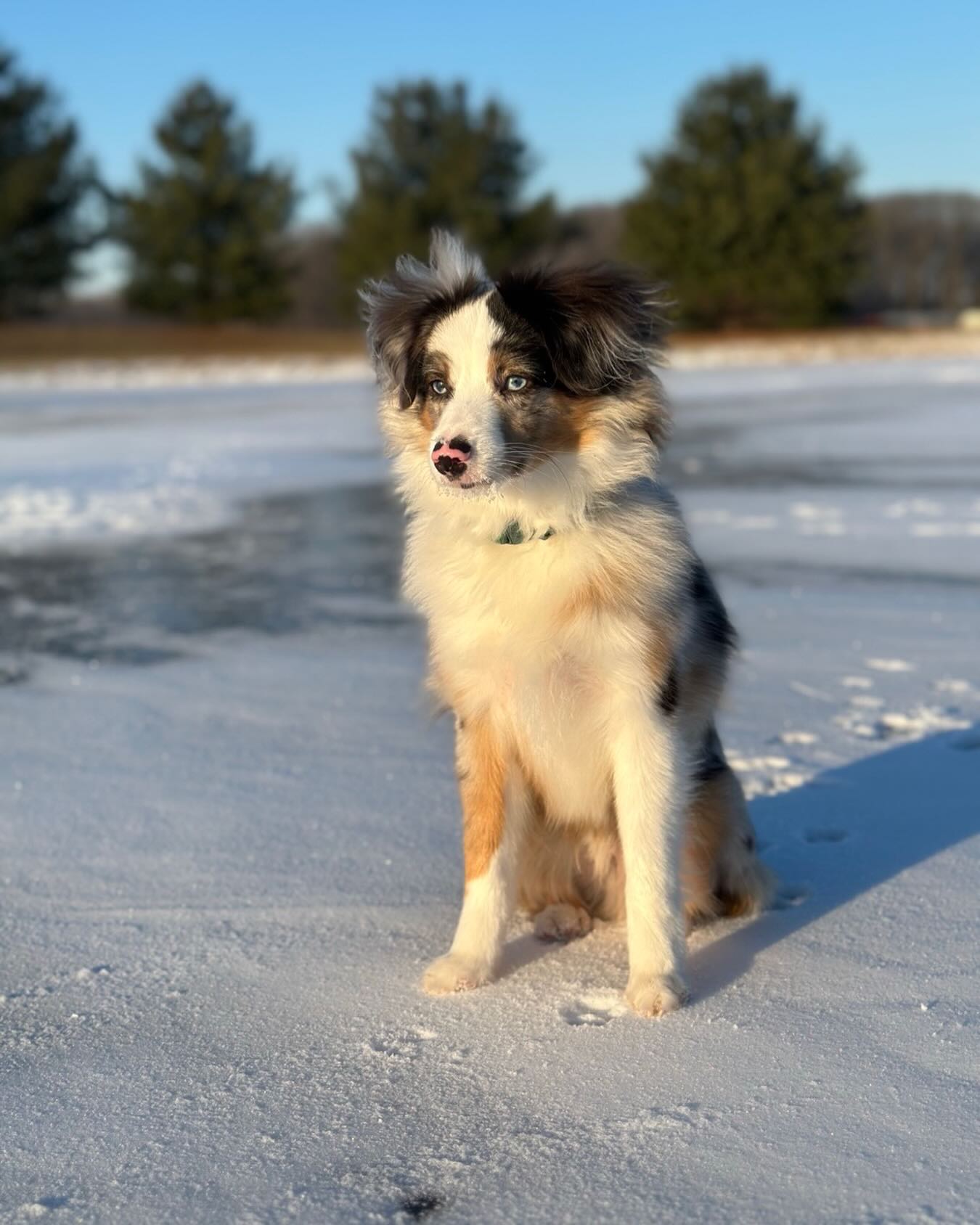 Winter magic with the best friend anyone could ask for - Mr Kyle of course 🐾🥰 (Star x Oakley puppy) @grreddick
.
.
#miniaussiepuppy #bluemerleaussie #dogmomlife #snowpuppy