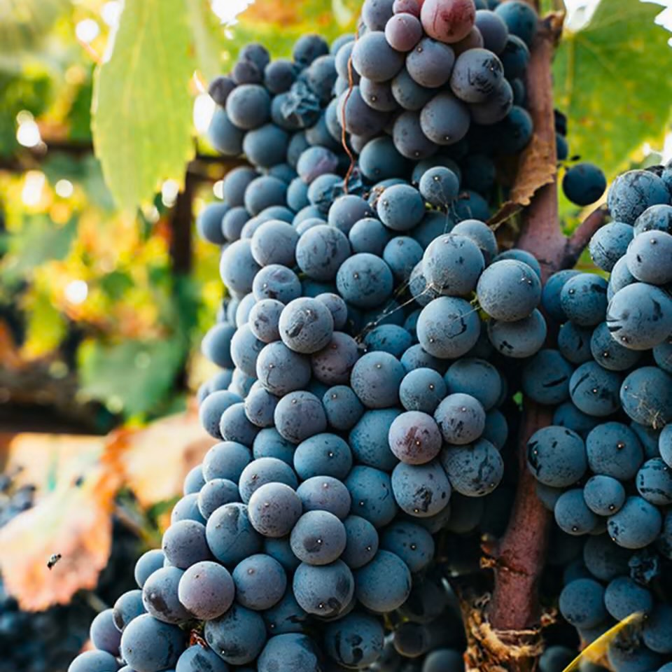 Our own Melanie Webber is quoted in the @guardian_us about California wine, capturing what makes it so special:
“In 20 minutes, you can go from raw desert… to fog-covered coastline… to rolling hills studded with oak trees”.
A wine professor and WSET certified educator, Melanie has been teaching WSET in Paso Robles since 2018, and has helped over 1000 wine pros and wine lovers achieve their certifications. Thinking about leveling up your wine knowledge? WSET classes are coming later this spring — stay tuned!
Link in bio to read the full article
https://www.theguardian.com/a-golden-state-of-mind/2026/feb/10/california-wine-country-guide-from-napa-valley-to-temecula
#wine #wset #wineeducation #pasorobles #winelover