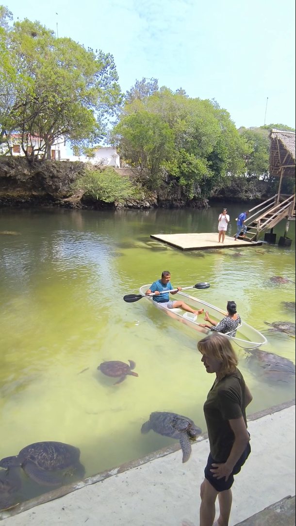 Gliding over crystal-clear waters while watching turtles below. A truly unforgettable experience. Book your adventure today.
WhatsApp
+255 777814472
Email
info@cheicheizanzibartour.com
Please visit our website
www.cheicheizanzibartour.com
🐬
🏝️
🧳
#tanzania #zanzibar🇹🇿 #cheicheizanzibartour #nungwi #kendwabeach