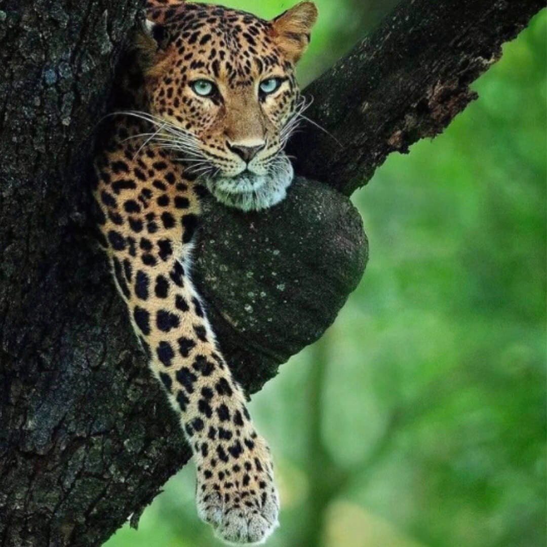 80% of All Terrestrial Wildlife & Plants Live in Forests. The amount of biodiversity that is supported by trees and forests is staggering. They are ecosystem engineers that grow life all around them - from their branches to their roots. Trees and forests feed and shelter thousands upon thousands of lifeforms, including humans. Half of the world’s trees have been cut down in the past 10,000 years - diminishing the earth's vital resources and ecological infrastructure and destabilizing everything from the climate to communities worldwide. While what has been lost is gone forever, we do have the power to plant new trees. We do have the collective power to reforest our world. Its starts with you. Helping to plant trees and spreading the word about the multi-benefit impact of such a simple act.
One way to help increase wildlife habitat is to help plant trees by switching your web browser to the search engine @Ecosia to plant trees for free while you search the web. Ecosia.org is the ‘search engine that plants trees’ by donating 80% of their advertising revenue to effective tree planting projects around the world with a focus on biodiversity hotspots.
Subscribe @trilliontreescampaign for more inspiring nature content and to connect with easy ways to plant trees around the world.
Photo by Mithun H
#trilliontreescampaign #trilliontrees #reforestation #generationrestoration #wildnature #wildlife #wildlifehabitat #habitat #biodiversity #wildlifeplanet #wildlife_inspiration #wildanimals #naturephotography #mothernaturerocks #treeconnection #givebacktonature #nature_inspiration #naturemeditation #natureinspiredbeauty #loveforests #biodiversityhotspot #savespecies #wildlifelover #wildlifelovers #wildlifeloversofinstagram #bigcatsforever #leopardspfinstagram #leopard #leopards #leopardlove