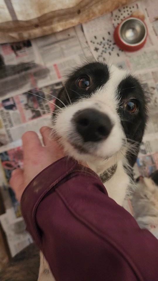 Introducing Lou✨️
Lou was a street dog, and although she didn't have a home of her own, she was pretty happy with her life. She lived on the campus of the local veterinary college, loved and taken care of by students. Although she was scared of the larger street dogs, who bullied her because she was weaker than them, she loved being around the students and would even follow them into the classrooms and sit with them during lectures. This angered the management of the college, who dislike stray dogs, and want the campus to be dog-free.
Knowing she was in danger of being attacked by larger strays, or being evicted by management, the students looking after her turned to us for help and asked if we could take Lou in.
Lou is now safe in the Melez enclosure. Once she is ready, we will try to find her a home where she can be safe and loved for the rest of her life!
Lou will be available for adoption soon.