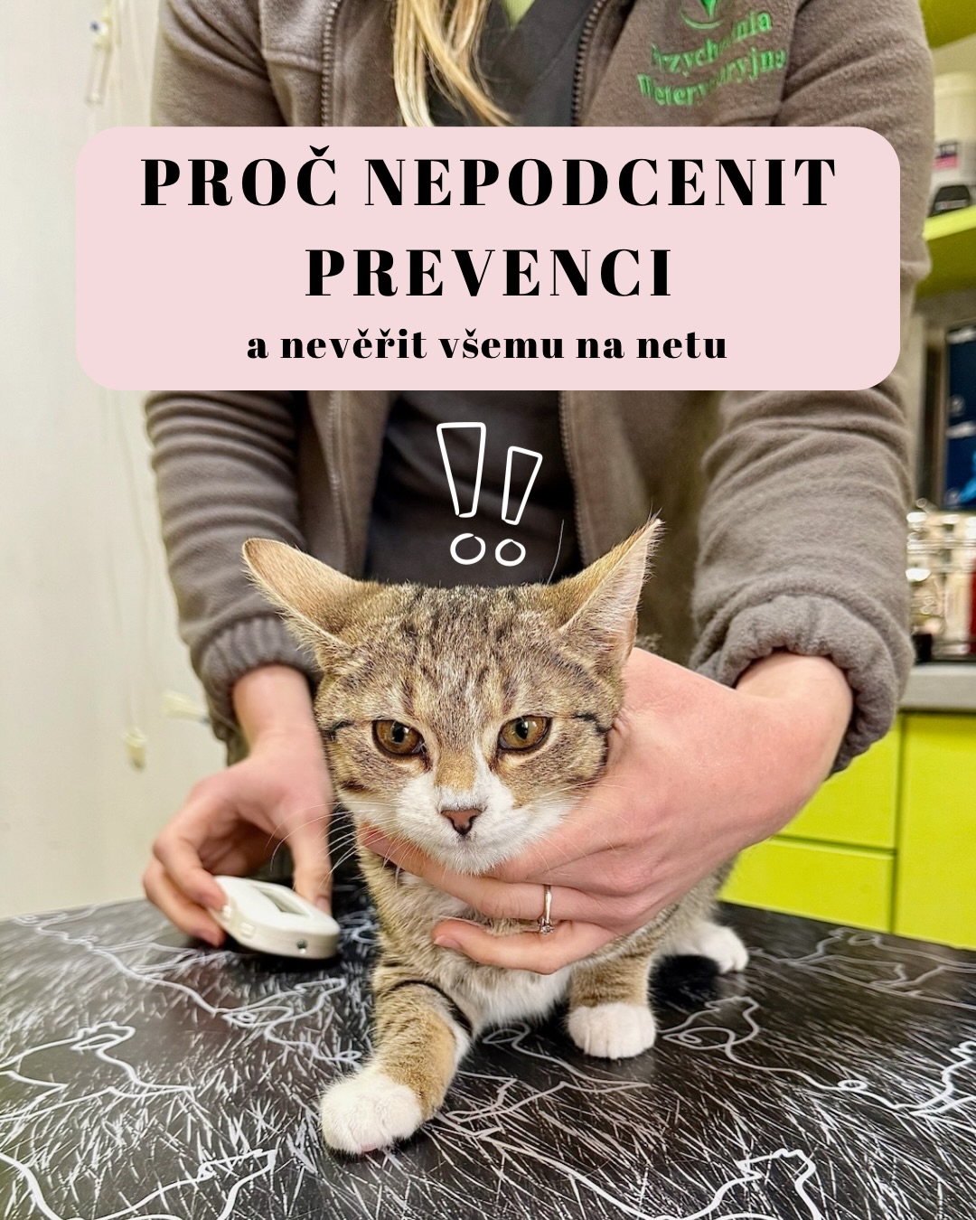 Mít kočku neznamená jen plnit misku a občas ji podrbat. 🙈 Je to hlavně obrovská zodpovědnost za její zdraví. A ruku na srdce – v útulkovém světě vidíme až příliš často, co se stane, když se prevence „neřeší“ nebo se spoléhá na „babské rady“. 💔
Proč ve Šklíbě neustále dokola mluvíme o těchto věcech?
Očkování: Váš štít proti neviditelnému zabijákovi 🛡️
Máte kočku jen doma a myslíte si, že je v bezpečí? Omyl! Panleukopenii (kočičí mor) nebo kalicivirózu si můžete přinést domů klidně na botách. 🙀 Očkování je ten nejlevnější způsob, jak kočce zachránit život a sobě ušetřit desítky tisíc za hospitalizaci. 💸🩹
Testování na FIV a FeLV: Znát pravdu se vyplatí 🧬
Tohle jsou tiší zabijáci – kočičí AIDS a leukémie. Kočka může vypadat naprosto zdravě, ale v těle jí tiká bomba. 🫣 Testovat je naprostý základ, než si přinesete novou kočku k té stávající. Nechtějte zažít ten moment, kdy zjistíte, že jste si nakazili celou domácnost jen proto, že jste chtěli ušetřit pár stovek za test. 🚫
Selský rozum vs. Internetoví experti 🧠💻
Prosíme, nevěřte slepě každé radě v diskusních skupinách. „Moje kočka taky nežrala a spravilo se to samo“ je věta, která zabíjí. 💔 Kočky jsou mistři v maskování bolesti a když už dají najevo, že jim není dobře, bývá často „za pět dvanáct“. 😔
Nebojte se druhého názoru! 🗣️🩺
Veterinář je taky jenom člověk. Pokud se vám něco nezdá, léčba nezabírá, nebo máte pocit, že váš lékař prevenci (třeba právě testy na FIV/FeLV) zlehčuje, vyžádejte si druhý názor. 🤔 Jít na jinou kliniku a nechat kočku vyšetřit znovu není ostuda ani zrada – je to vaše právo a povinnost jako majitele. 😊
Naše rada:
Léčit následky je vždycky dražší, náročnější a mnohem smutnější než včasná prevence. Buďte těmi zodpovědnými páníčky, které vaše kočka potřebuje. ❤️
Terka ze Šklíby 🐾