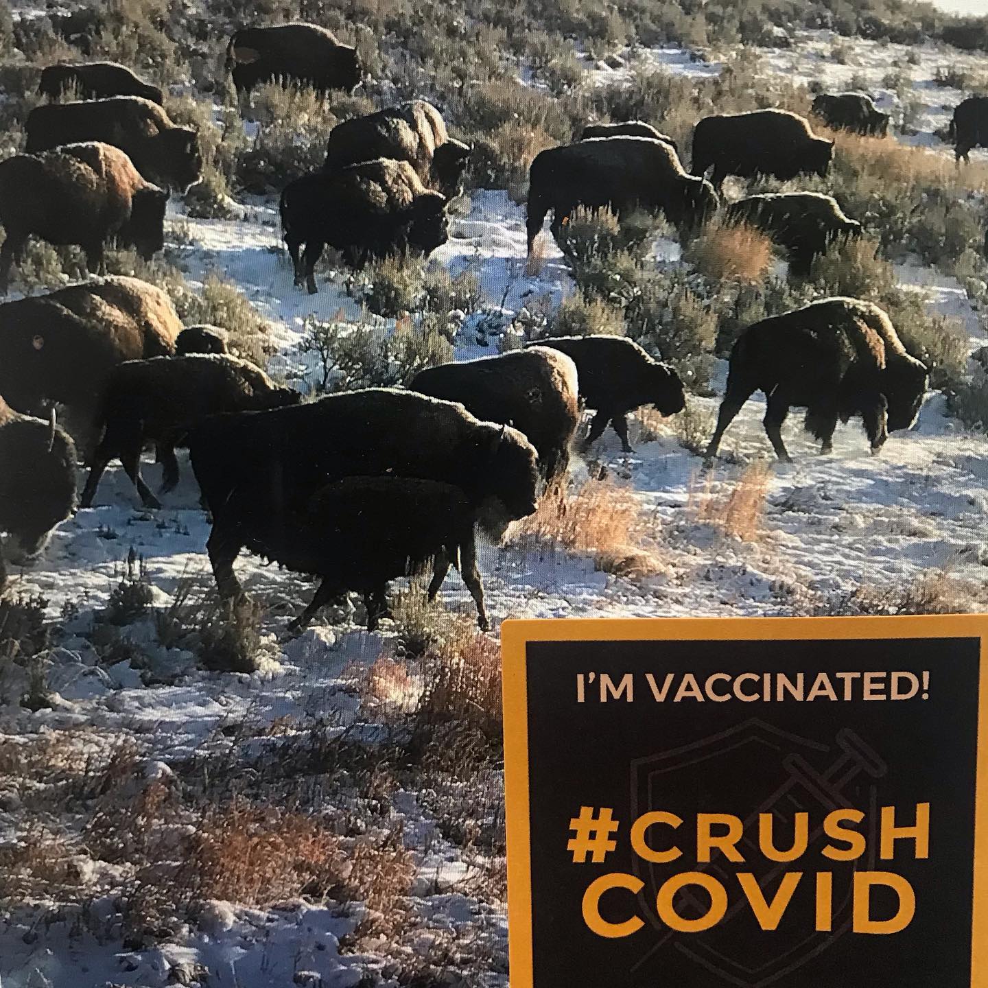 #crushcovid #forresterlactation #ibelieveinscience #herdimmunity