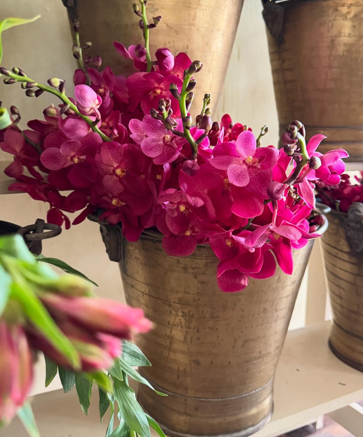 Absolutely in love with these stunning Vanda orchids🤍
Did you know? Their exposed roots photosynthesise, so they literally live life rooted in air — wild and magical ✨
We did ask our growers for one with roots… but we guess some beauties are lovelier when playing hard to get 🌿💕