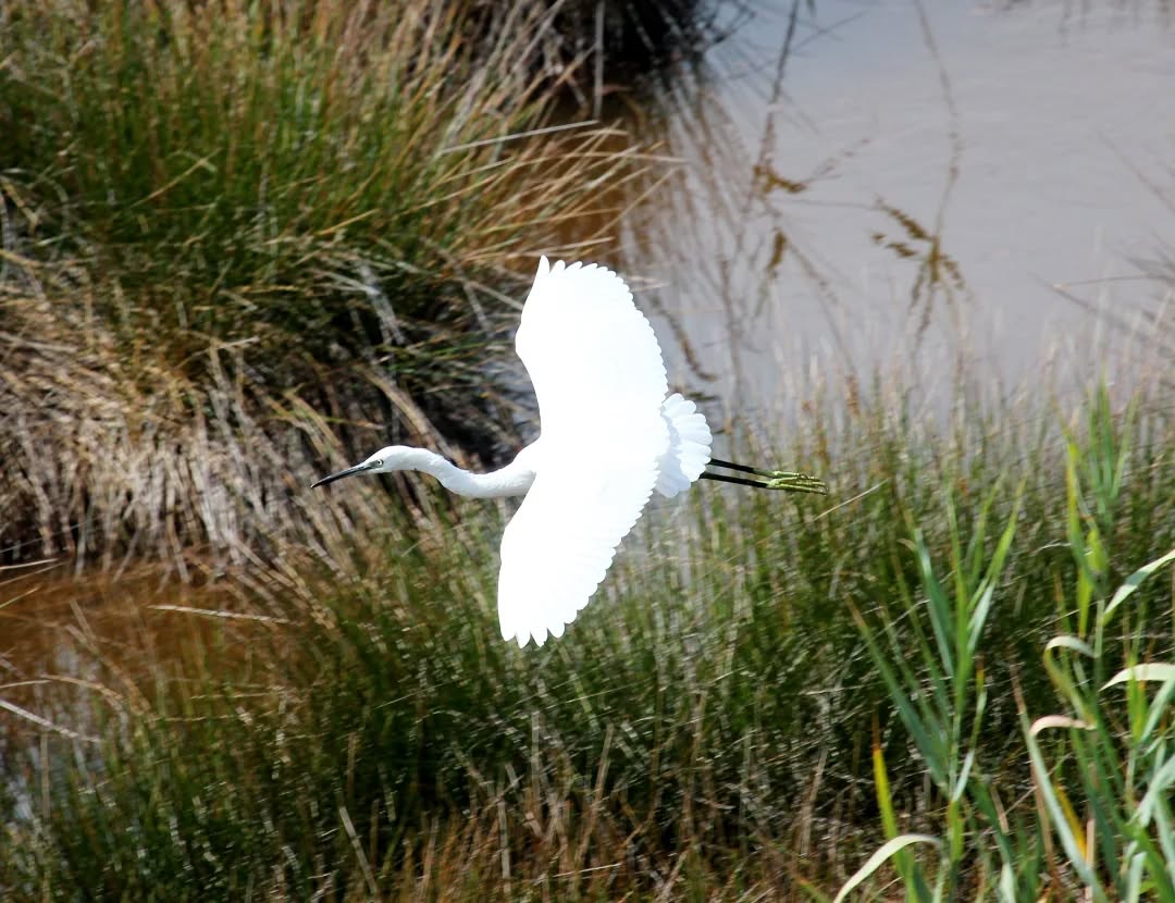 A little egret at Livadi Marsh.
#islandwildlife #kefaloniawildlife #kefaloniabirding #guidedwildlifewalks #littleegret