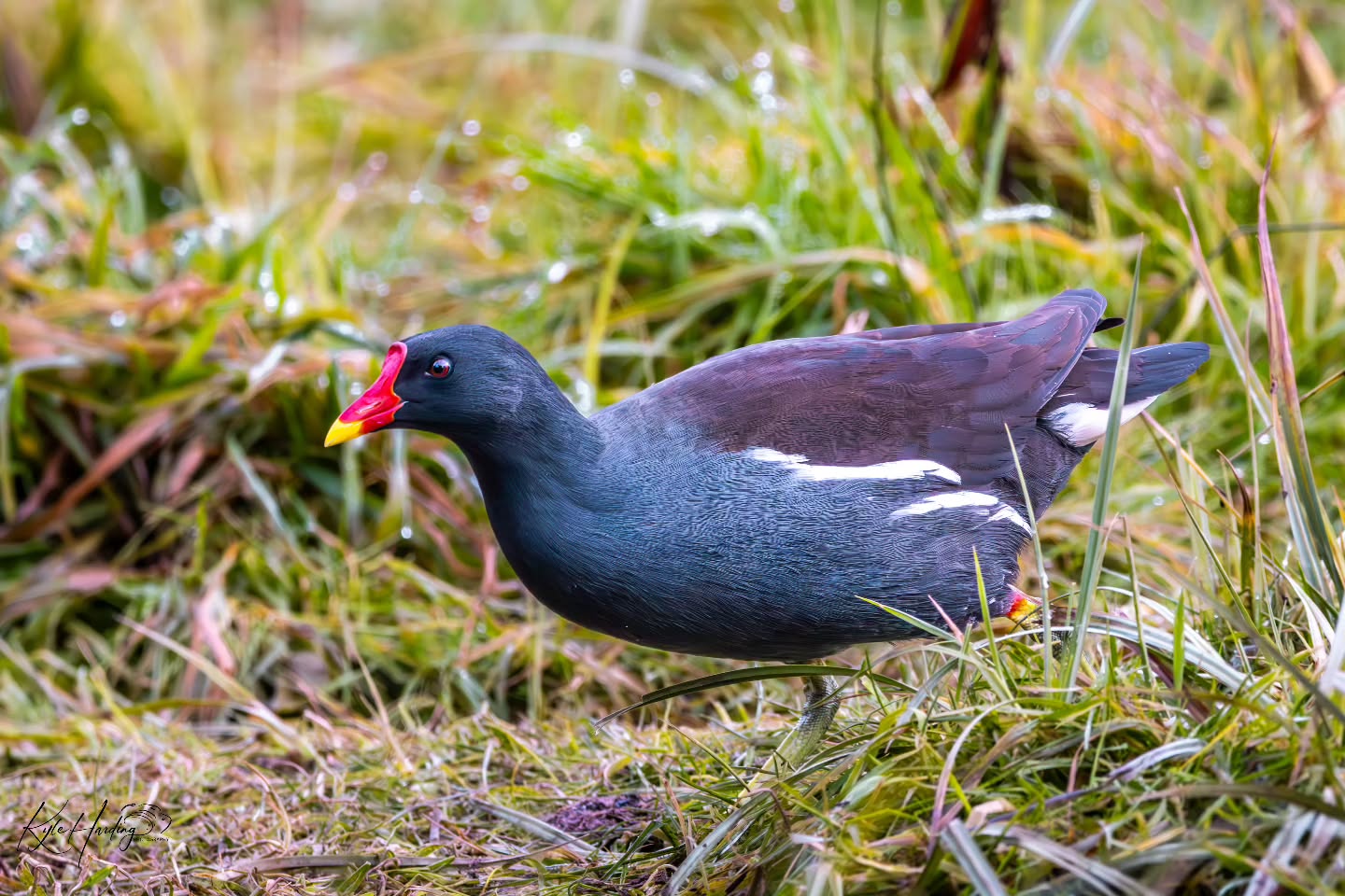Often overlooked, the moorhen moves quietly through the grass — alert, purposeful, and completely at home in its world.
There’s something grounding about moments like this. No drama, no urgency — just presence. Wildlife doesn’t always need to be rare to be meaningful. Sometimes, it’s about slowing down enough to notice what’s already there.
Captured at Upton Warren Nature Reserve.
—
#moorhen
#uptonwarren
#uptonwarrennaturereserve
#wildlifephotography
#BirdPhotography