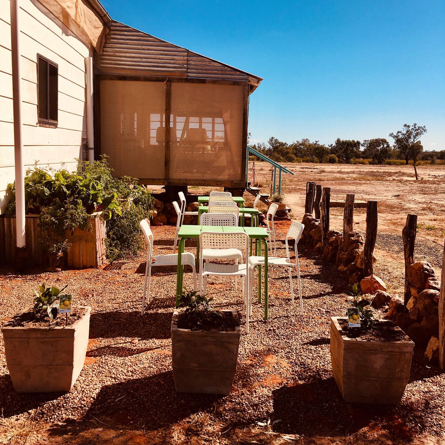 Buy a bag , grab a coffee and be seen at Elegant Emu.... check out the 💓 🍋 🌳 in pots from @bullooblooms ... #elegantemu #adavale #adavalecafe #adavalepatisserie #visitquilpieshire #hellhole #hellholegorge #outbackqld