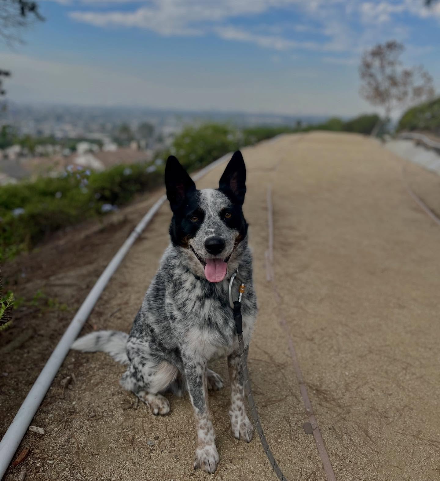 More Walks. More Fun! 🦴
🐕 Structured Daily Walks for busy pet parents
🏝️ Responsible Drop Ins for vacationing families
🏔️ Adventurous Run & Roam Sessions for explorers
🐶 Socializing Pack Hikes for new friends
Which Will You Choose? 💜
DM today so we can talk it over! 📬
🔗 link in bio
#dogwalk #cattledog #heeler #dogmom #lbc