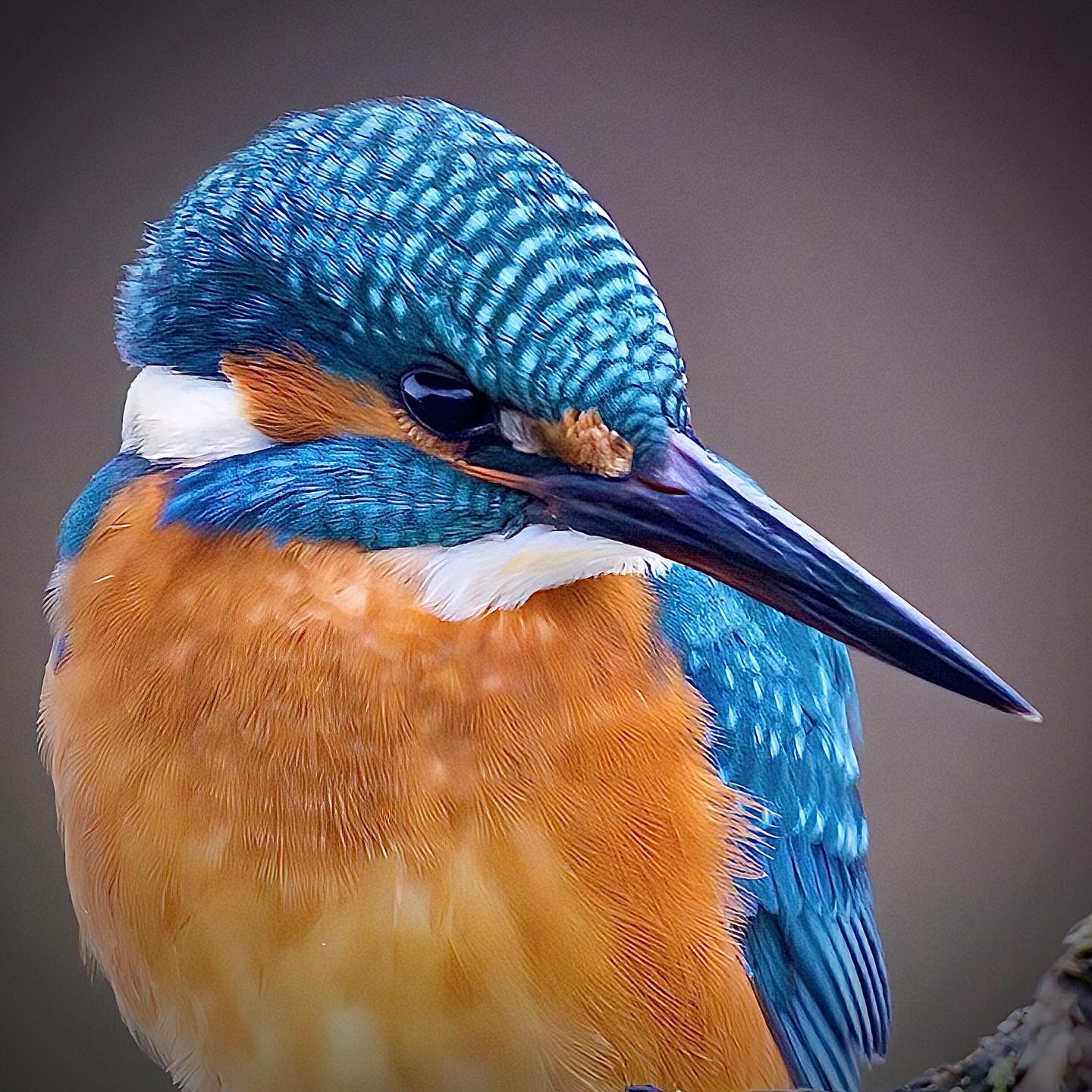 Eisvogel schaut angenehmeren Zeiten entgegen, die Seen und Teile der Flüsse tauen nach und nach auf und der Eisiw kann leichter an die Nahrung kommen.
Eine schöne Sage aus Frankreich erklärt die Farben des Eisvogels: Das Federkleid des Eisvogels war ursprünglich grau. So befand er sich auch in der Arche Noah. Nach der Taube schickte Noah auch den Eisvogel aus, um nach Land Ausschau halten zu lassen. Als wassererfahrener Vogel schien er sogar besser dafür geeignet als die Taube. Weil sich bei seinem Aufbruch ein Sturm erhob, musste er seinen Flug zum Himmel nehmen, um nicht von den sich aufbäumenden Wellen verschlungen zu werden. Dabei versenkte er sich in das Himmelblau, das bald auf seine Federn abfärbte.