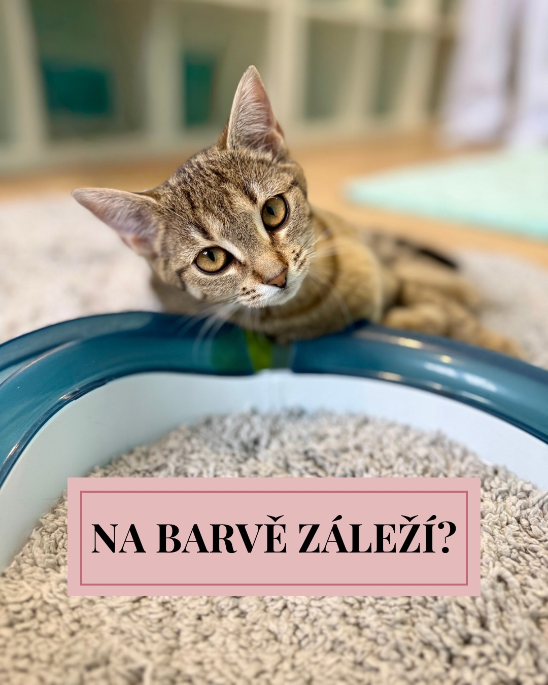 Schválně se podívejte na sociální sítě. Frčí zrzci, protože jsou „vtipní“, nebo sněhobílé kočky, co vypadají jako z reklamy na luxusní byt. 📸 Jenže my v útulkovém světě víme, že tenhle „barevný filtr“ je v reálu úplně k ničemu.
Narážíme na to dnes a denně – příběhy o tom, jak lidé hledají „tu pravou černou“ nebo „mourovatou s těmi správnými pruhy“. Přitom:
🖤 Černé kočky pořád bojují s mýty o smůle nebo s tím, že na fotkách nejsou tak „výrazné“. Přitom jsou to často ti největší srdcaři, co vám budou vděčně vrnět do ucha celou noc.
🐯 Mouratá klasika je prý „obyčejná“. Jenže co je obyčejného na originálním tygrovaném vzoru, který příroda piplala k dokonalosti? Je to ta nejvěrnější duše, co si na nic nehraje.
⚪ Bílé obláčky vypadají vznešeně, dokud vám neukážou, že i bílá kočka umí být neřízená střela z Jungle. 🌪️
Pravda je totiž taková:
Srdce kočky nemá barvu. ❤️ To, co vám bude za pár let hřát nohy pod dekou, není barva jejího kožichu, ale její povaha. Je to to konkrétní mňouknutí, ten styl, jakým vám drcne hlavou do dlaně, a to pouto, které barvami prostě nevyjádříte. ✨
Vybírat si člena rodiny podle barvy je jako vybírat si knihu jen podle obálky. Můžete mít doma „designový kousek“, který si s vámi nebude rozumět, nebo „obyčejnou“ mourovatou tulačku, která se stane vaším nejlepším přítelem na život a na smrt. 🤝🐾
Nedejte na to, co „vypadá dobře“ na fotce. Hledejte duši, ne barevný odstín. Protože ta nejkrásnější kočka na světě je vždycky ta, která miluje zrovna vás. 🌈😻
Podle čeho jste vybírali vy? Šli jste po konkrétní barvě, nebo vás prostě „dostal“ nějaký úplně jiný příběh? Napište nám do komentářů! 👇✨
Terka ze Šklíby 🐾
