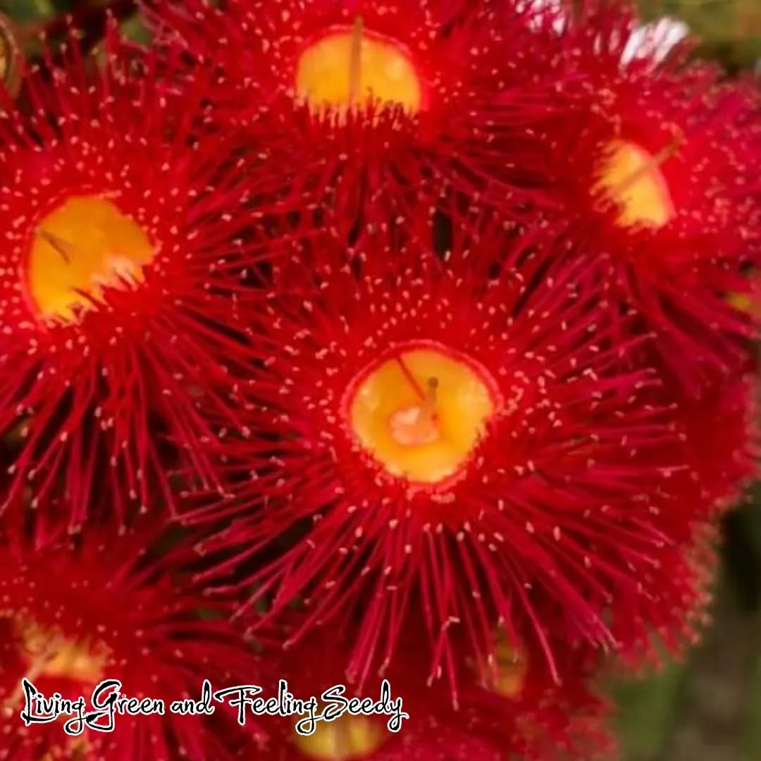 Corymbia ficifolia- Red Flowere Gum
Gorgeous flowers!
#corymbiaficifolia #corymbia #red #refloweringgum #cory#redflowers mia #eucalyptisficifolia #redflowers #redeuc #redeucalyptus #flowershealthesoul #flowersarebeautiful #flowersofinstagram