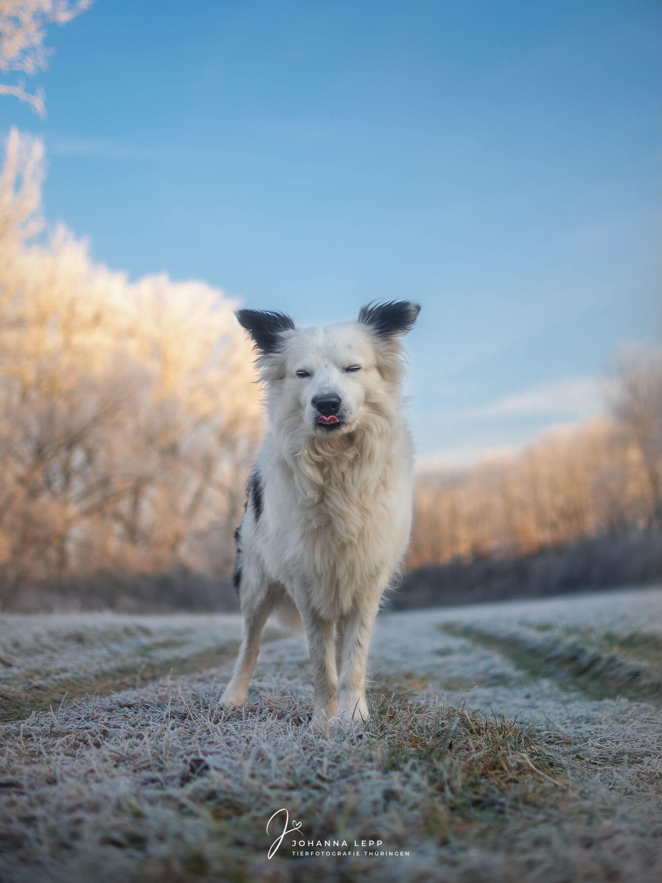 ❄️
Habt ein schönes Wochenende 🤗
•
Du hast Fragen oder möchtest direkt ein Shooting buchen? Meld dich gern 🌸
📧 info@tierfotografie-thueringen.de
💻 www.tierfotografie-thueringen.de
TIERFOTOGRAFIE • BABYBAUCHSHOOTINGS • HOCHZEITSBEGLEITUNGEN
#hundefotografie #tierfotografie #thüringen #bordercollie #wintershooting