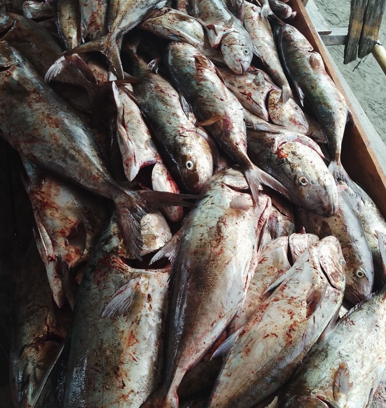 Temporada de Medregal (amberjack) del pacifico 🇨🇴🎣🎏
Pesca artesanal de calidad . #amberjack #medregal #hamachi #bravo #seriola #pacificocean #pescaresponsable #pescasostenible #quality #fish #fresh