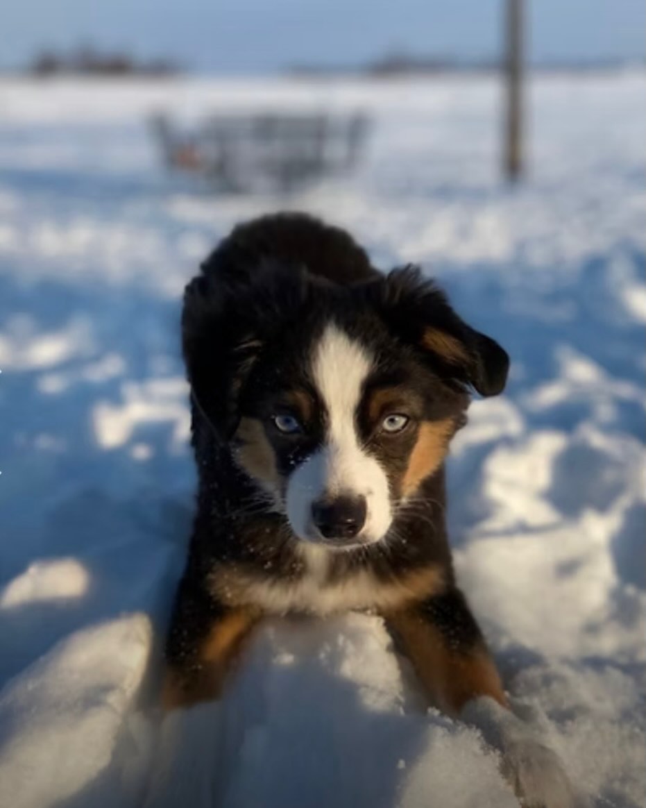 Bring it ❄️ If you’ve ever visited Sunset Hill you know this is so true - Oakley is ALWAYS ready to go -tennis ball, snow balls, frisbees. You name it, he’s ready. Always. 😂😂😂
.
.
#dogmomlife #toyaussie #blueeyedaussie #snowpuppy