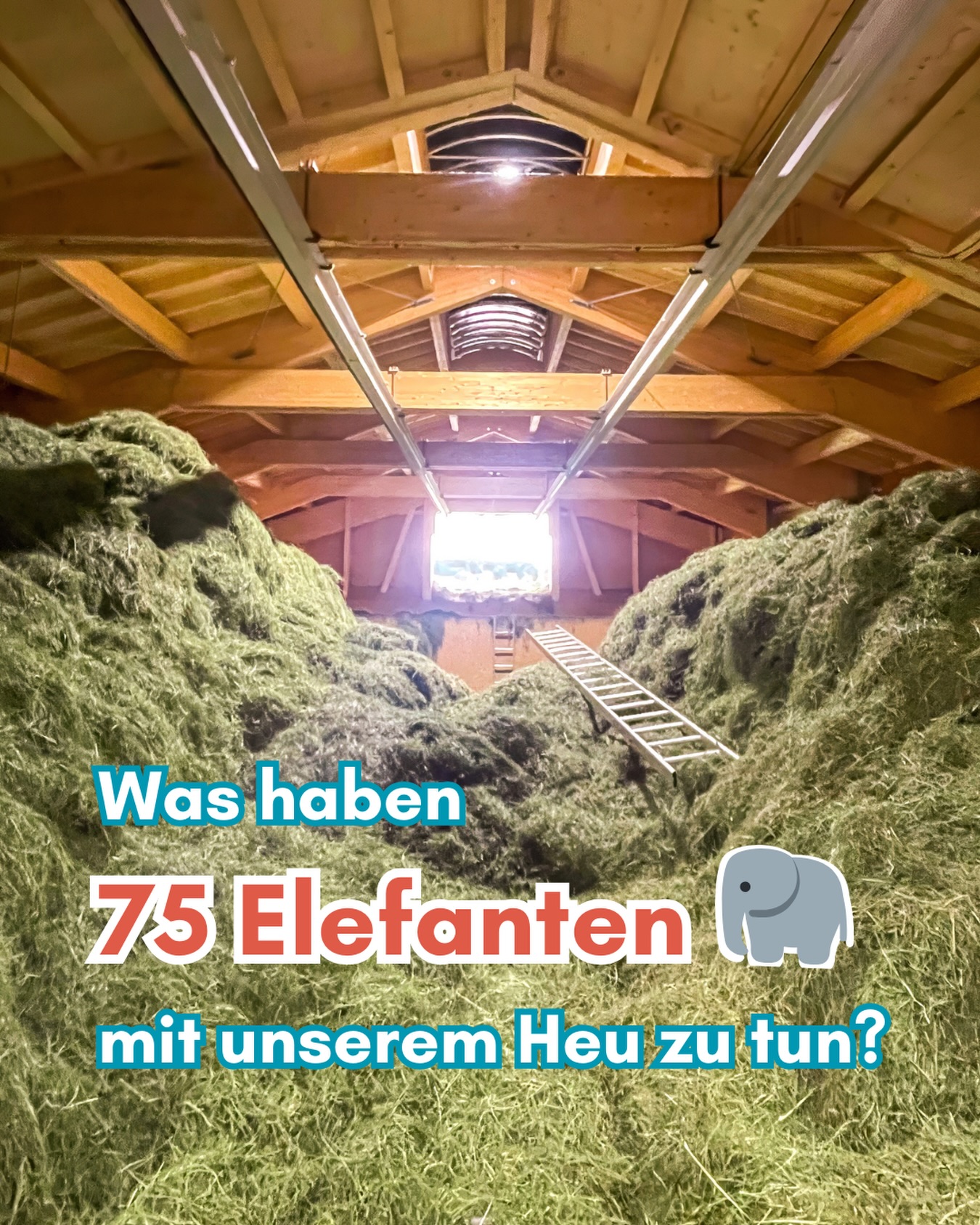 75 Elefanten. 🐘 So viel wiegt ungefähr die Heumenge, die wir in einem guten Jahr ernten. 🤯
Klingt viel. Ist es auch.
Und trotzdem fühlt sich die Ernte nie nach „groß“ an.
Sondern nach: Jetzt passt’s – oder eben nicht.
Geht sich das Wetter aus? ☀️
Bleibt der Schauer aus? 🌧️
Läuft die Technik sauber? 🚜
Denn am Ende sind wir maßgeblich vom Wohlwollen des Wetters abhängig. Es entscheidet mit, wie groß die Erntemenge wirklich wird. Es gibt bessere Jahre. Und es gibt Jahre, die uns fordern. 🙃
Das ist das Los eines jeden Landwirts. 🧑🌾 Und genau deshalb entsteht Qualität nicht zufällig.
Sie entsteht auf der Wiese. In der Trocknung. Und bei jeder einzelnen Entscheidung. 🤔
75 Elefanten klingen beeindruckend.
Für uns steht dahinter vor allem eines: Verantwortung.
Für jede Wiese.
Für unser Team.
Und für jedes Tier, das von unserem Heu frisst. 🐰🐹🐴🐮
Hättet ihr diese Größenordnung erwartet? 🐘🌱