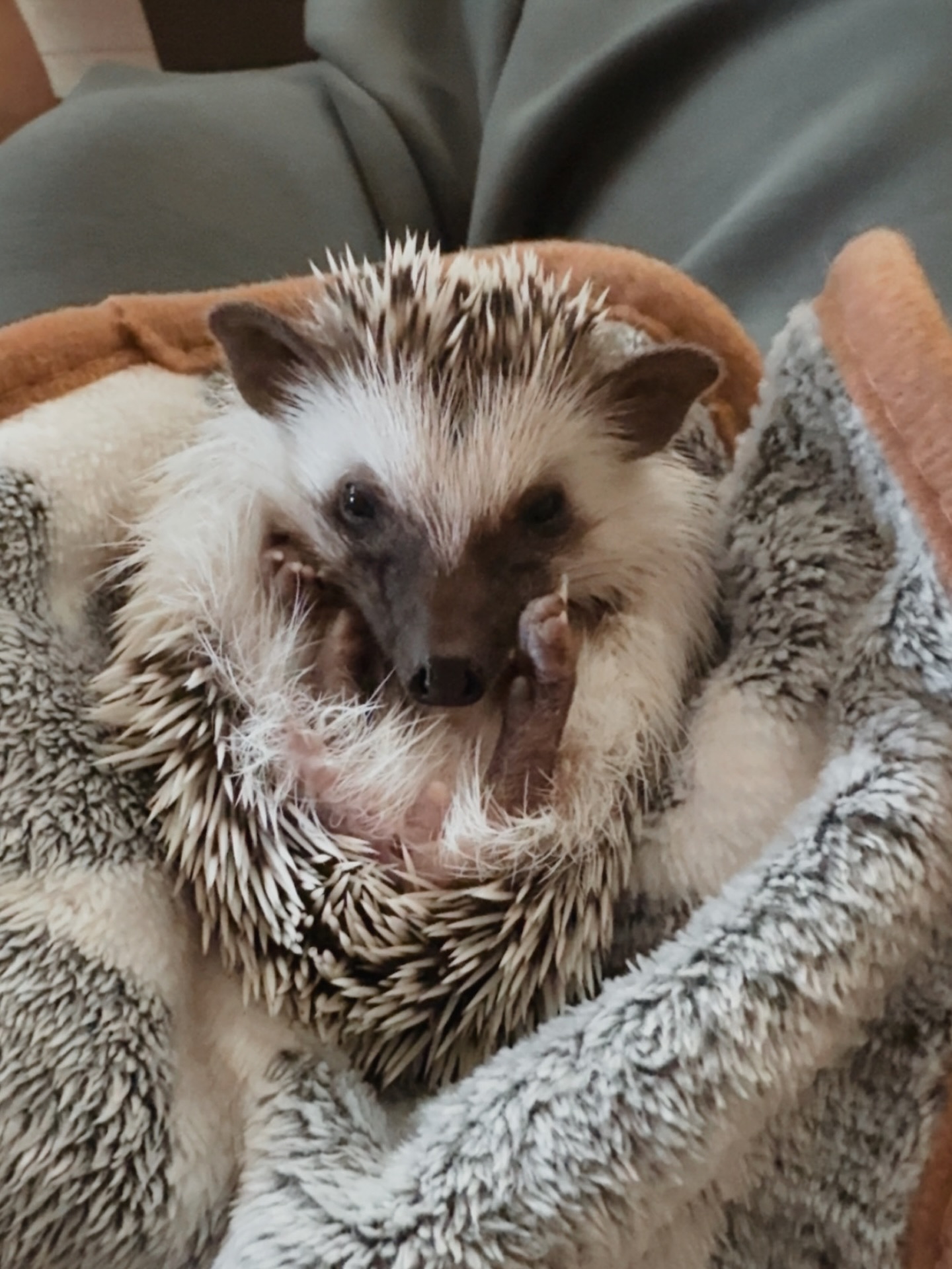 The St. Claire fam grew by four paws this Valentine’s Day weekend 😍
Dr. Kal Anderson in the house 🩸🖤🦔
(a @srmauthor inspired name for the prickliest leading man)
Do you have any pets named after your all-time fave book characters??