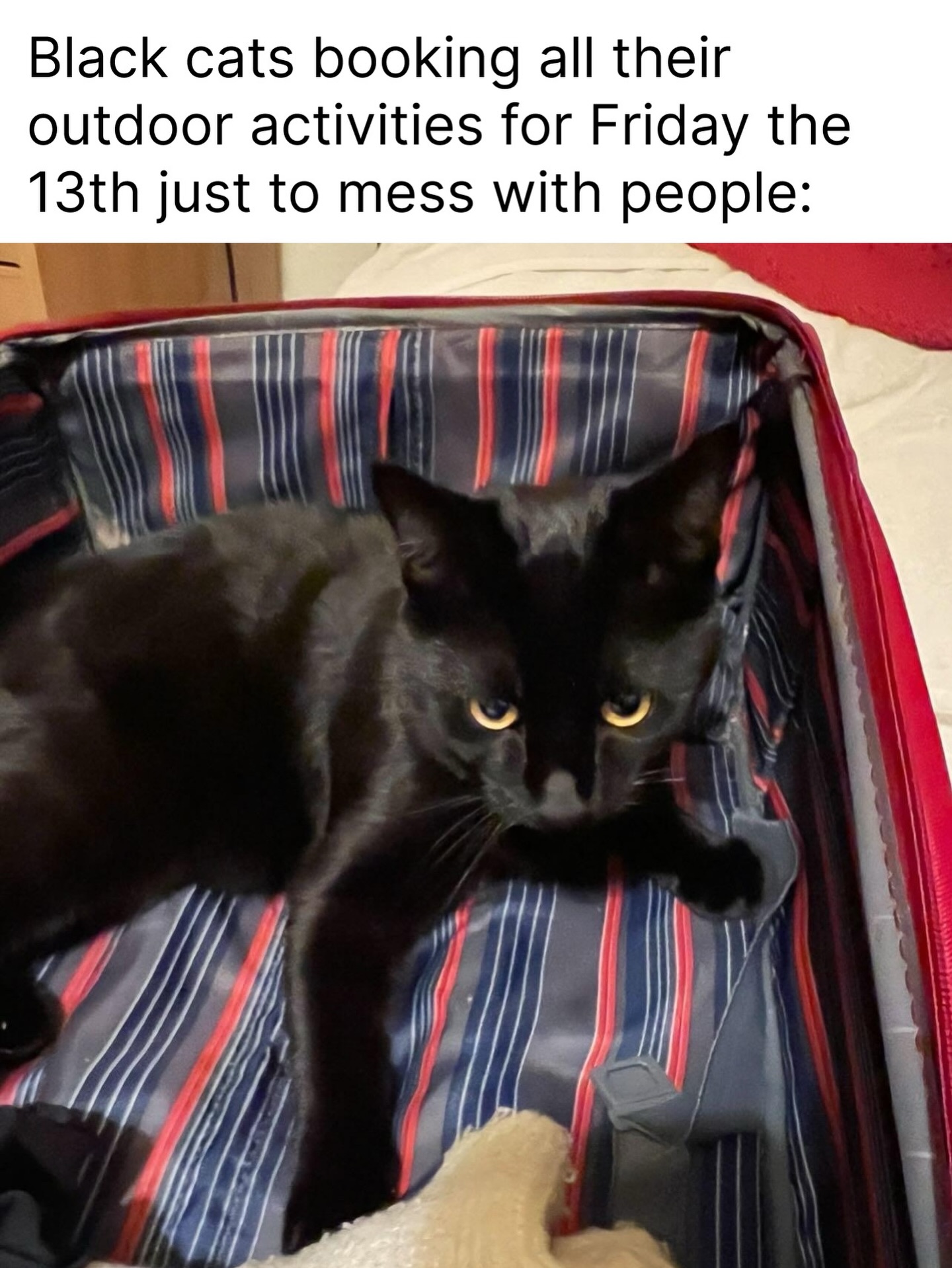 Evil kitty 🐈⬛
How is your Friday the 13th going?
#blackcat #friday13th #catmeme