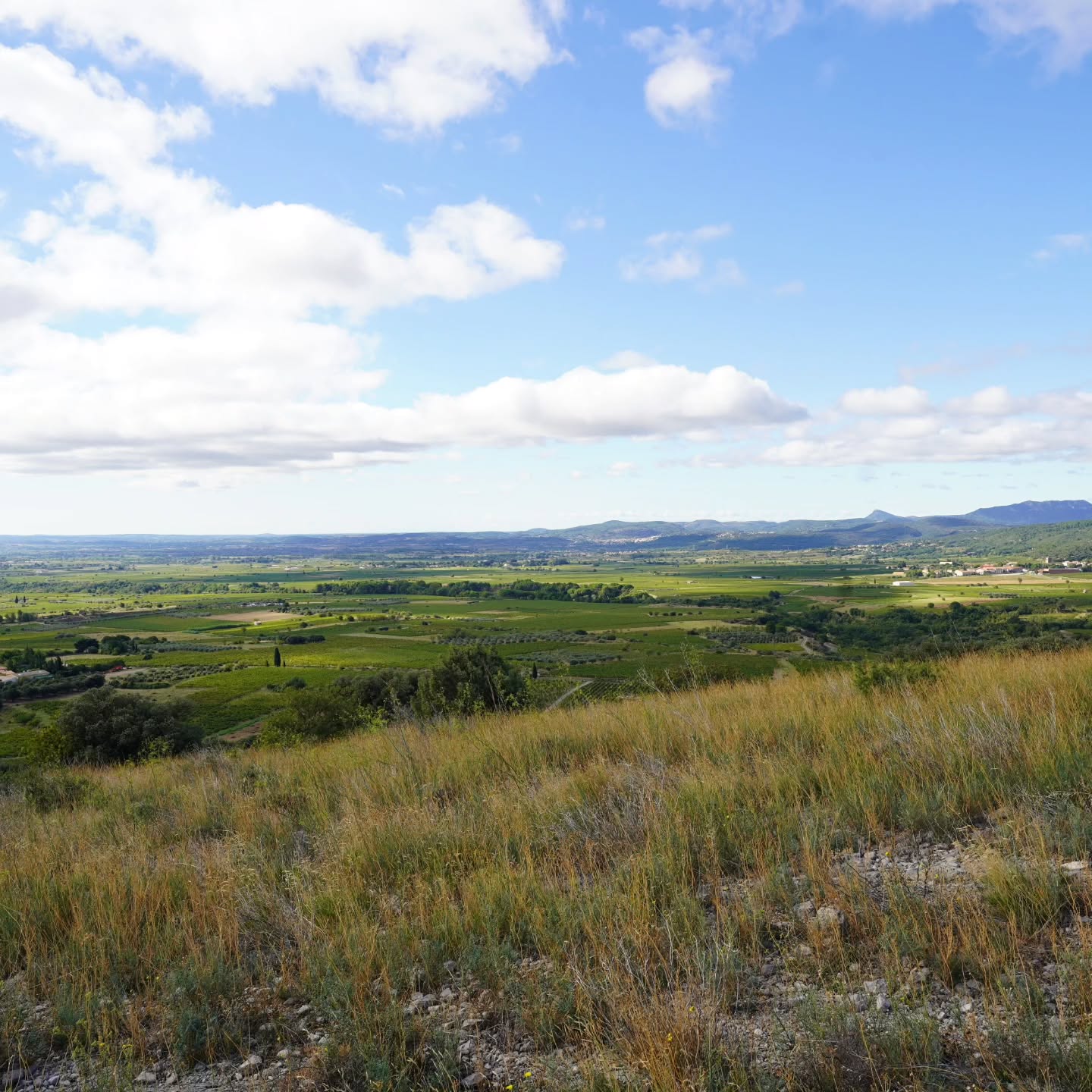 LA NOUBA.
ROUGE : Zone de production / Terroir
Haute Vallée de l’Hérault, contreforts du Larzac
SOL Argilo-calcaire à cailloutis
BLANC : Zone de production / Terroir
Lagune de Thau
SOL Argilo-calcaire à petits « graves »