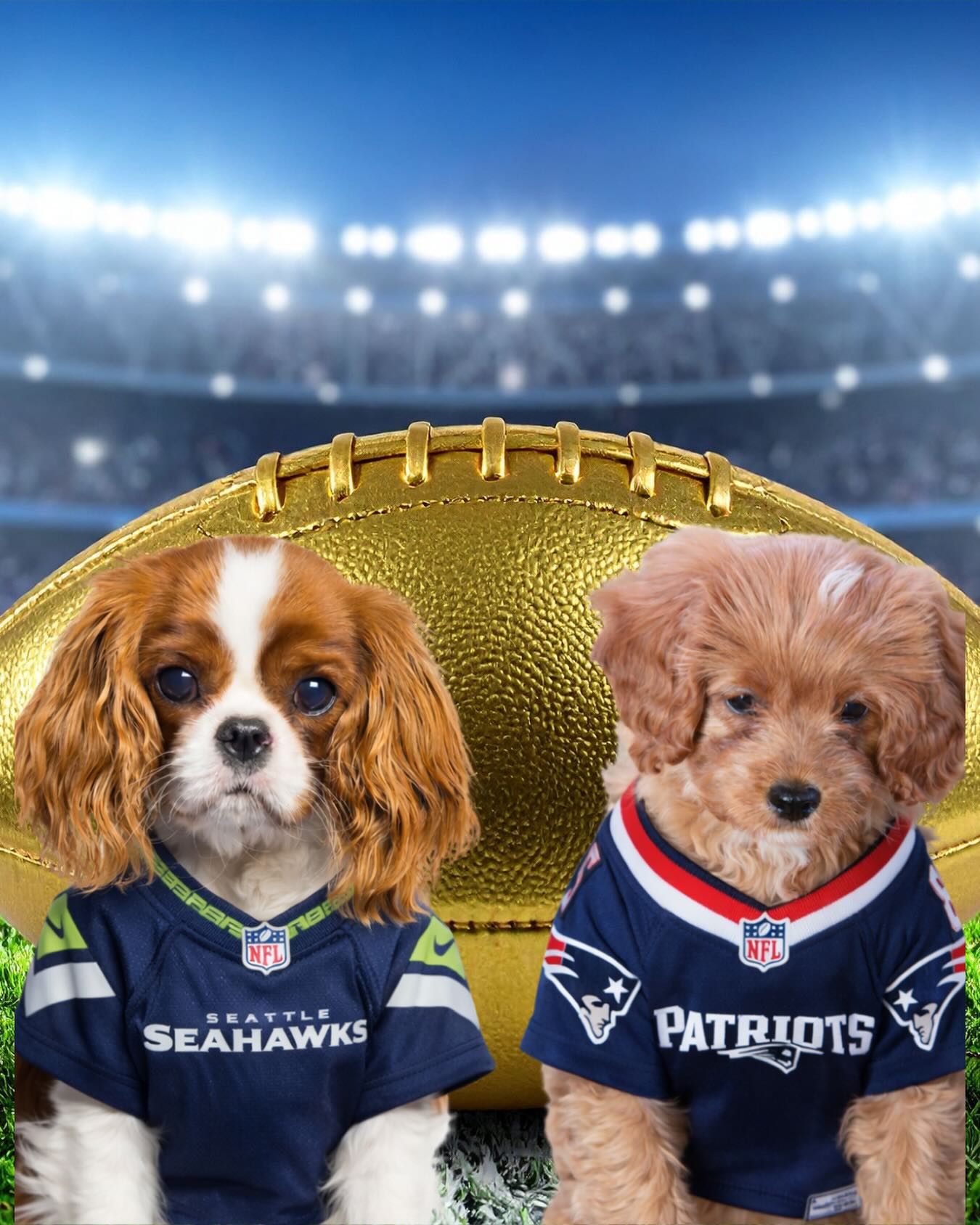 Super Bowl snacks & puppy naps 🐶🍿🏈 all we really need!
#tinkerpups #superbowl #puppybowl #cavapoo #cavalier