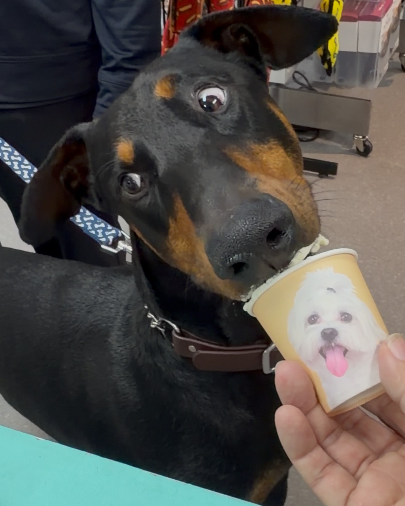 FREE Pup Cups at Wiggle Rumps ReTail 🐾⠀
⠀
Because every good dog deserves a sweet surprise 💕⠀
⠀
Stop by Wiggle Rumps ReTail and treat your pup to a FREE pup cup — while supplies last.⠀
⠀
No purchase necessary. Just bring your dog and let them enjoy the love.⠀
⠀
📍 Castro Valley⠀
Where every visit ends with a happy little wiggle.⠀
⠀
#WiggleRumps #PupCup #DogsofTikTok #CastroValley #DogTreats #DogLovers #FreeDogTreat #DogLife #PetStore #SpoiledDogs #BayAreaDogs