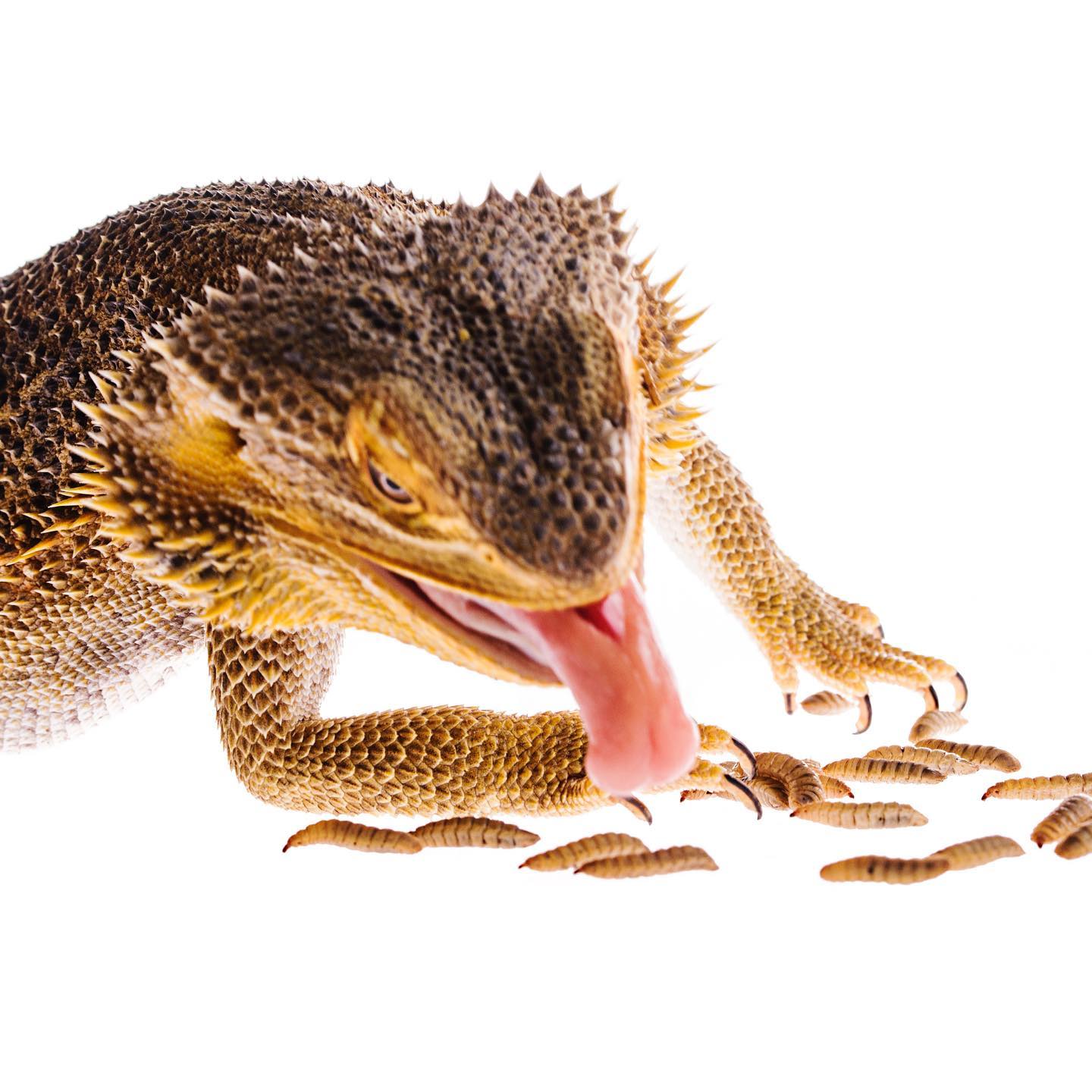 Vos reptiles adorent nos larves vivantes elles sont pleines de vitamines pour leur bonne santé, elles permettent de révéler leurs couleurs. Les larves vivantes stimulent également leur instinct de chasse #reptile #reptiles #reptilesofinstagram #reptiland #larvemouchesoldatnoire #mouchesoldatnoire #lezard #exoticreptiles #reptilelover