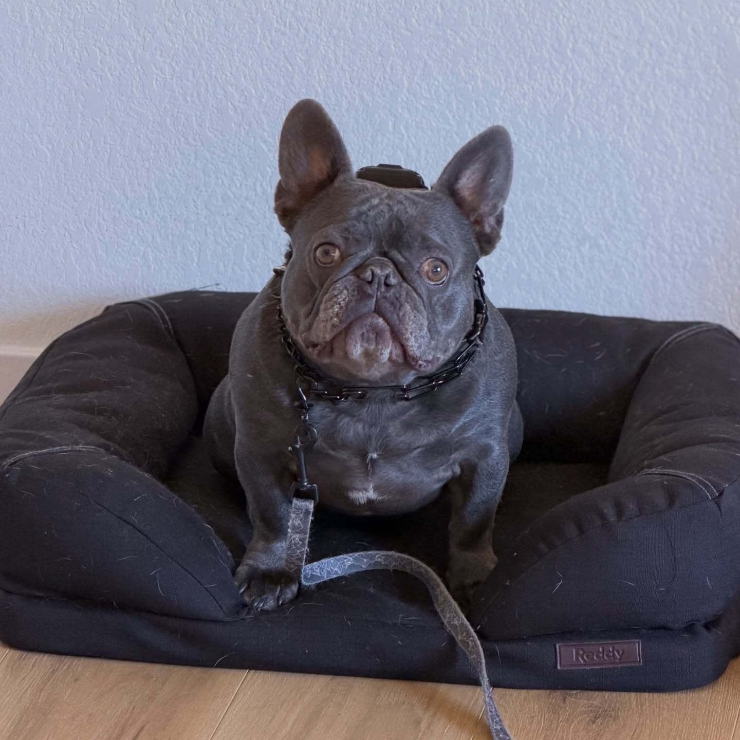 🌟 Loyal Hound Client Spotlight: Archie the biting French Bulldog 🌟
One of the biggest misconceptions we hear about balanced dog training or dog training in general, this is that it changes who a dog is. Their personality. Their preferences, and what they will seek out or want to be a part of. With some exceptions, of course, no dog or animal training on its own has some magical effect in this way to turn a lion into a lamb. The lion (genetics, temperament, disposition, etc) will always be there underneath.
I.e., if you’re born an introvert and hate chocolate ice cream, nothing positive or negatively that is done to you will change this fact and suddenly make you a cocktail-party-going, chocolate-loving extrovert.
Instead of trying to make your dog a robot, our programs focus on a much more fair and realistic goal of giving you on/off- leash control, a language to communicate boundaries and expectations, a better understanding of your dogs’ needs, and the knowledge of how to advocate for and guide better as your pup’s handler, partner and guardian so they can be included in so much more LIFE!
That is the goal- inclusion is the ultimate reward.
The curriculums offered at The Loyal Hound do not change a dog’s personality, preferences, or temperament, they change behavior, impulse control, and decision-making. A dog can still dislike certain dogs, people, environments, or situations and still learn how to move through the world safely and appropriately with neutrality.
Balanced training teaches dogs how to regulate frustration, tolerate discomfort, and remain accountable even when they do not “like” what’s happening. This is what allows dogs with reactivity, aggression, or anxiety histories to be safely included in more areas of life. Inclusion is earned through behavior, not preference. When structure, clarity, and consistency are in place, dogs gain freedom without losing who they are. That is the goal of ethical, effective behavior modification.
#DenverDogTraining
#DenverDogTrainer
#BalancedDogTraining
#DogBehaviorModification
#ColoradoDogTraining