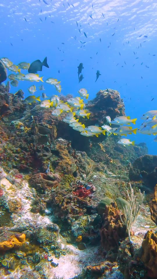 Just enjoy the view… 🌊
Can you guess which Cozumel reef this is? 👀👇
#aldoradivers #cozumel #scubadiving #padi