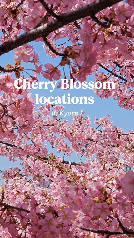 Spring is nearing! 🌸 Here are a few of my favorite cherry blossom spots across Kyoto to add to your 2026 travel list.
(Note: These clips are from previous seasons)
Featured Locations:
📍Kamogawa Park
📍Fushimi Unga
📍Katsuragawa Ryokuchi Park
📍Keage Incline
📍Shirakawa Canal
📍Kawazu-Zakura
Which one is your favorite? Let me know if you want a Part 2! 🌸✨
#kyotosakura #cherryblossomjapan #kyototravel #sakura2026 #japanspring