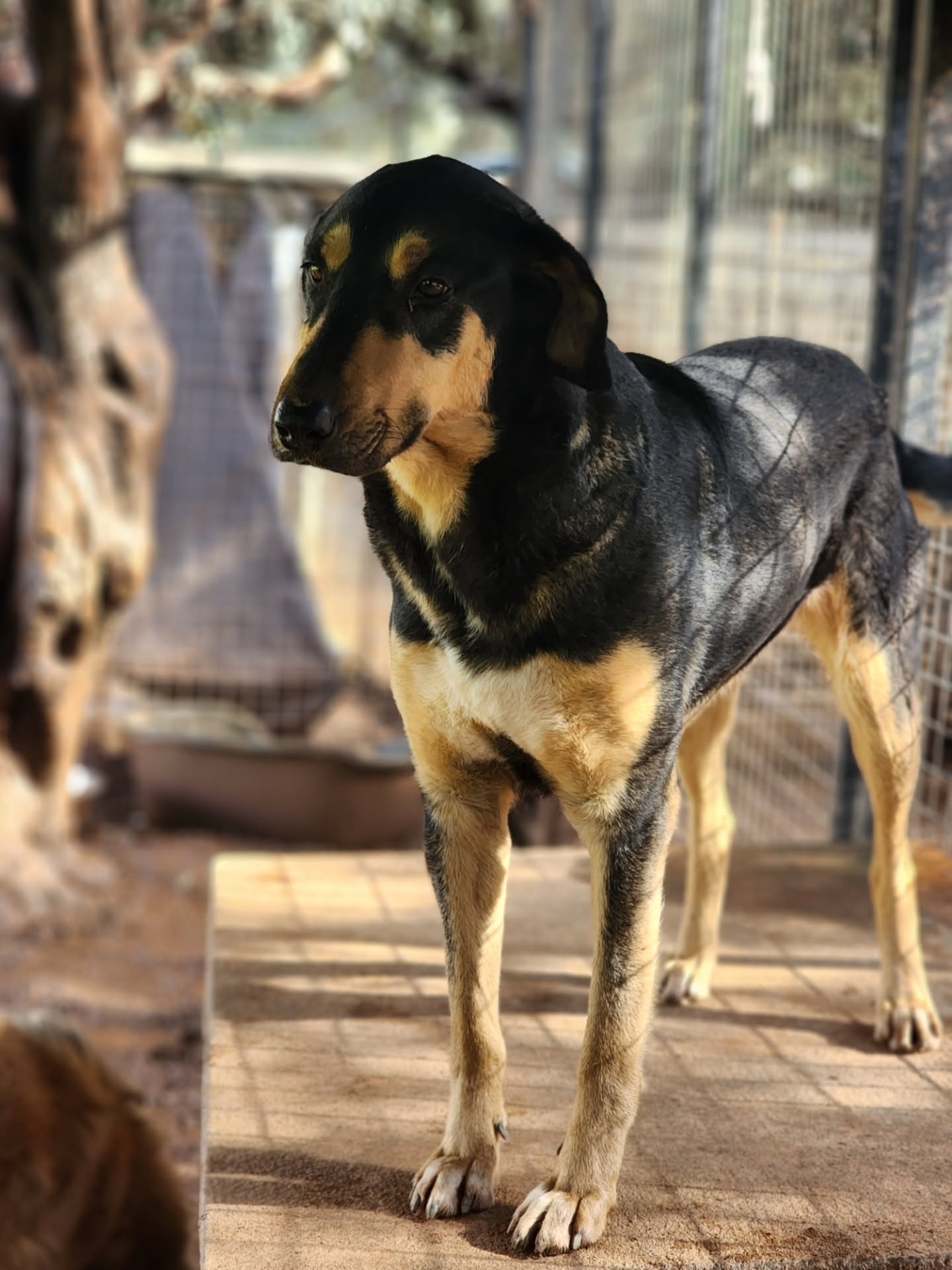 Patiently waiting to find her forever home: beautiful Nikki ✨️
This sweet, social girl has lots of love to give and would love to be part of a family ❤️
Find out more about her on our website: www.melezdogrescue.com/nikki