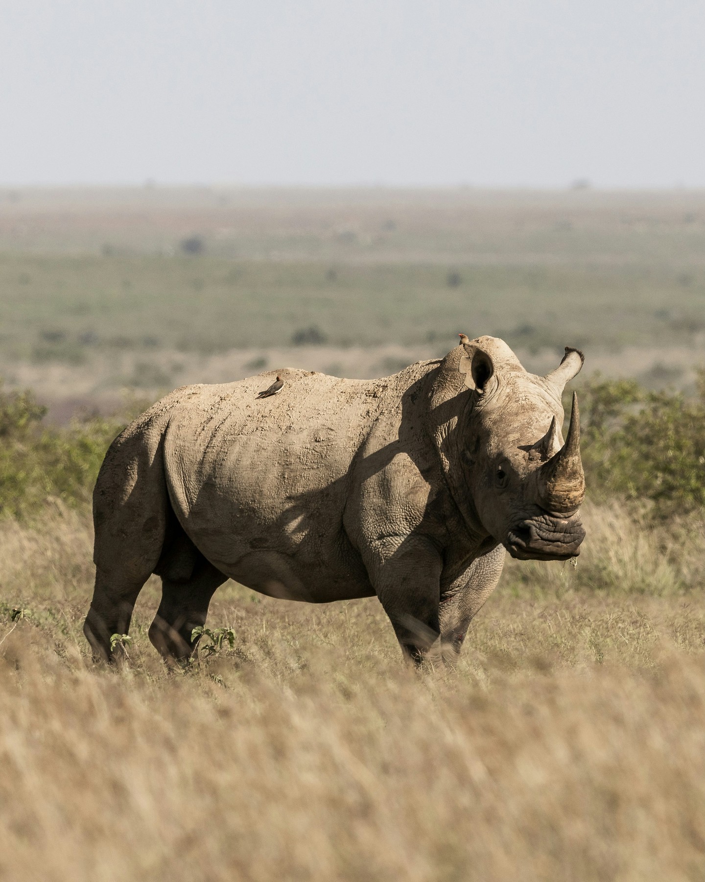 🦏 White rhinos at Loisaba — a global conservation story
Southern white rhinos are not endemic to Kenya. Their presence at Loisaba Conservancy is part of a wider continental and global conservation effort — supporting the recovery of a species that was once driven to the brink of extinction.
Southern white rhinos historically ranged across southern Africa. Carefully managed translocations now allow them to contribute to conservation far beyond their original range, creating additional, secure populations that reduce risk and strengthen the species’ long-term future.
At Loisaba, white rhinos live alongside eastern black rhinos, each playing a distinct ecological role:
• Southern white rhinos are grazers, shaping grasslands and open plains
• Eastern black rhinos are browsers, feeding on shrubs and woody vegetation
This diversity supports healthier, more resilient ecosystems.
Today, Loisaba is home to 11 southern white rhinos and 27 eastern black rhinos — made possible through long-term protection, international partnerships, and rigorous monitoring on the ground.
🌍 Conservation at this scale only works through collaboration.
Photo © Backdrop Productions
🔗 Read more about the introduction of white rhinos to Loisaba:
https://www.loisaba.com/post/the-introduction-of-white-rhinos-to-loisaba-conservancy (link in bio)