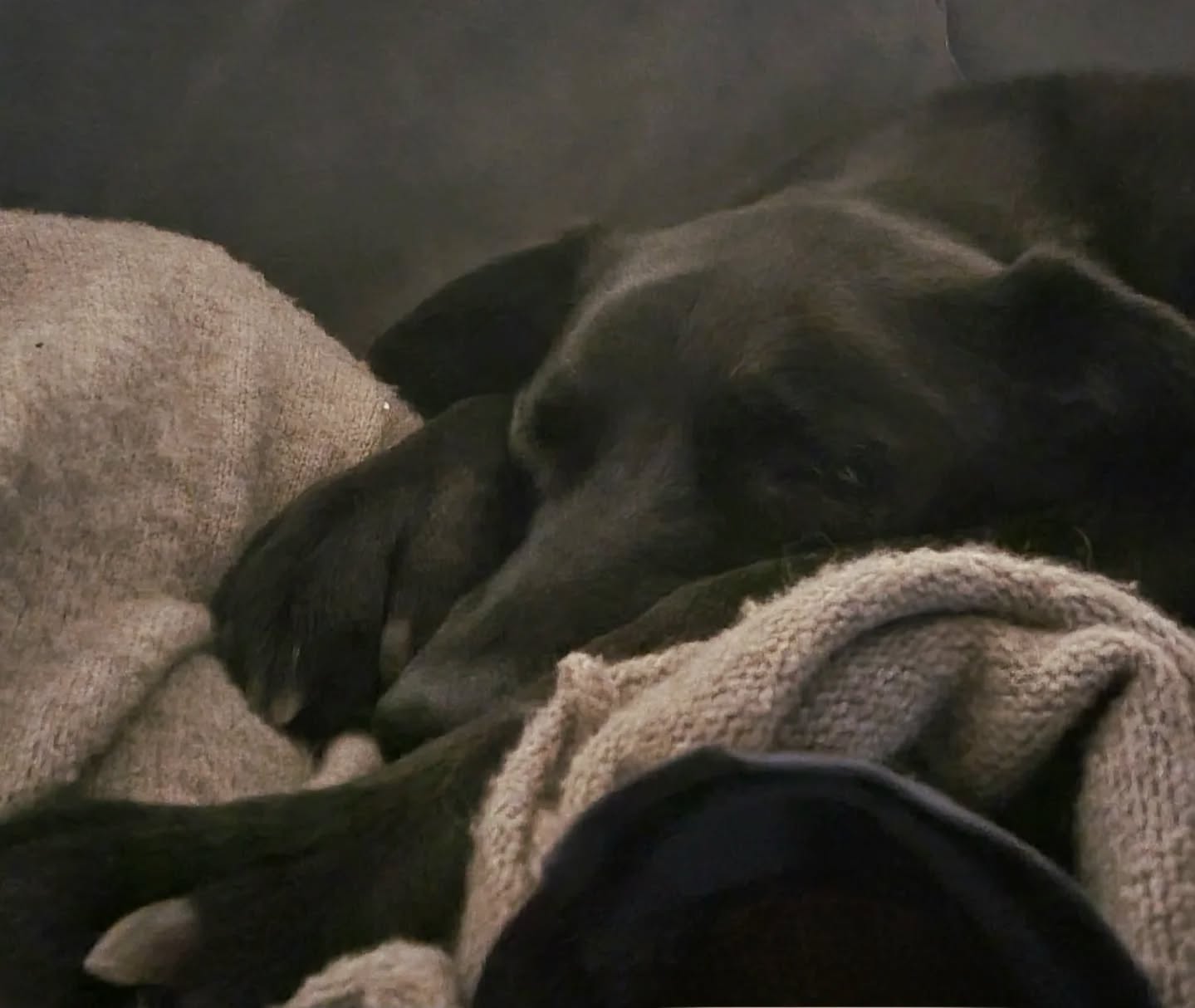 Unser Samthund... 🖤🩶 Du kleiner Nickipullover mit mittlerweile schon grauen Wimpern ❤️
#Samthund #mithundensprechen #mithundenleben #hundetraining #dogsoninstagram