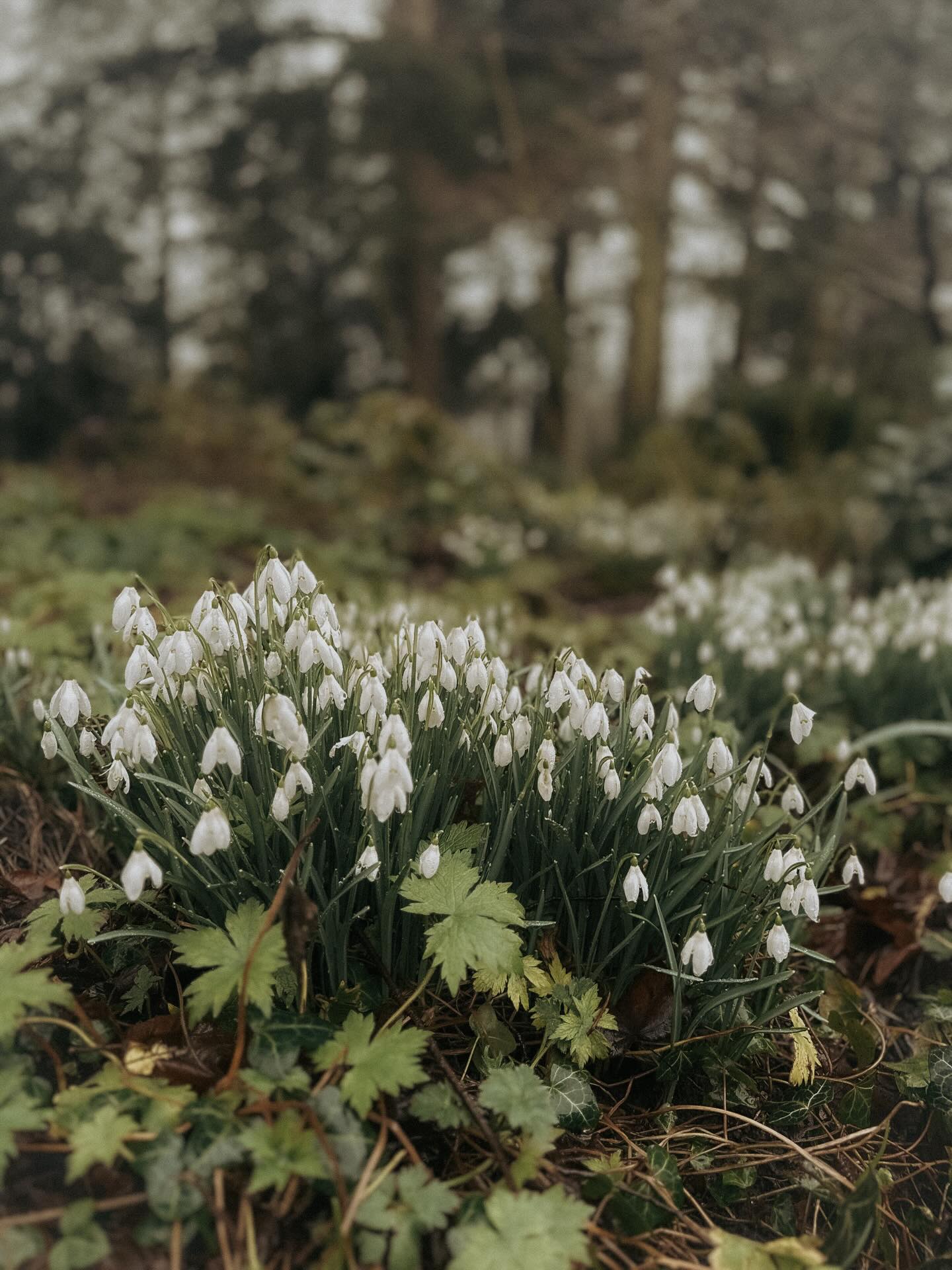 Trying to keep up with Instagram’s algorithm can feel like walking through a minefield.
One minute you think you’ve cracked it, the next it’s changed again. It can feel like you have to post 24/7 just to stay visible… and as a small business, that’s not always possible.
We do our best to stay active and show up regularly, but your support truly makes the biggest difference. If you see one of our posts or stories, a like, comment, share or even repost goes such a long way in helping us reach more people 🤍
Instagram is one of the main platforms we use to showcase our services and products, so every bit of engagement really does mean the world to our small business. Thank you for supporting us! ✨
#supportsmallbusiness #local #smallbusinessowner #florist #flowerstagram