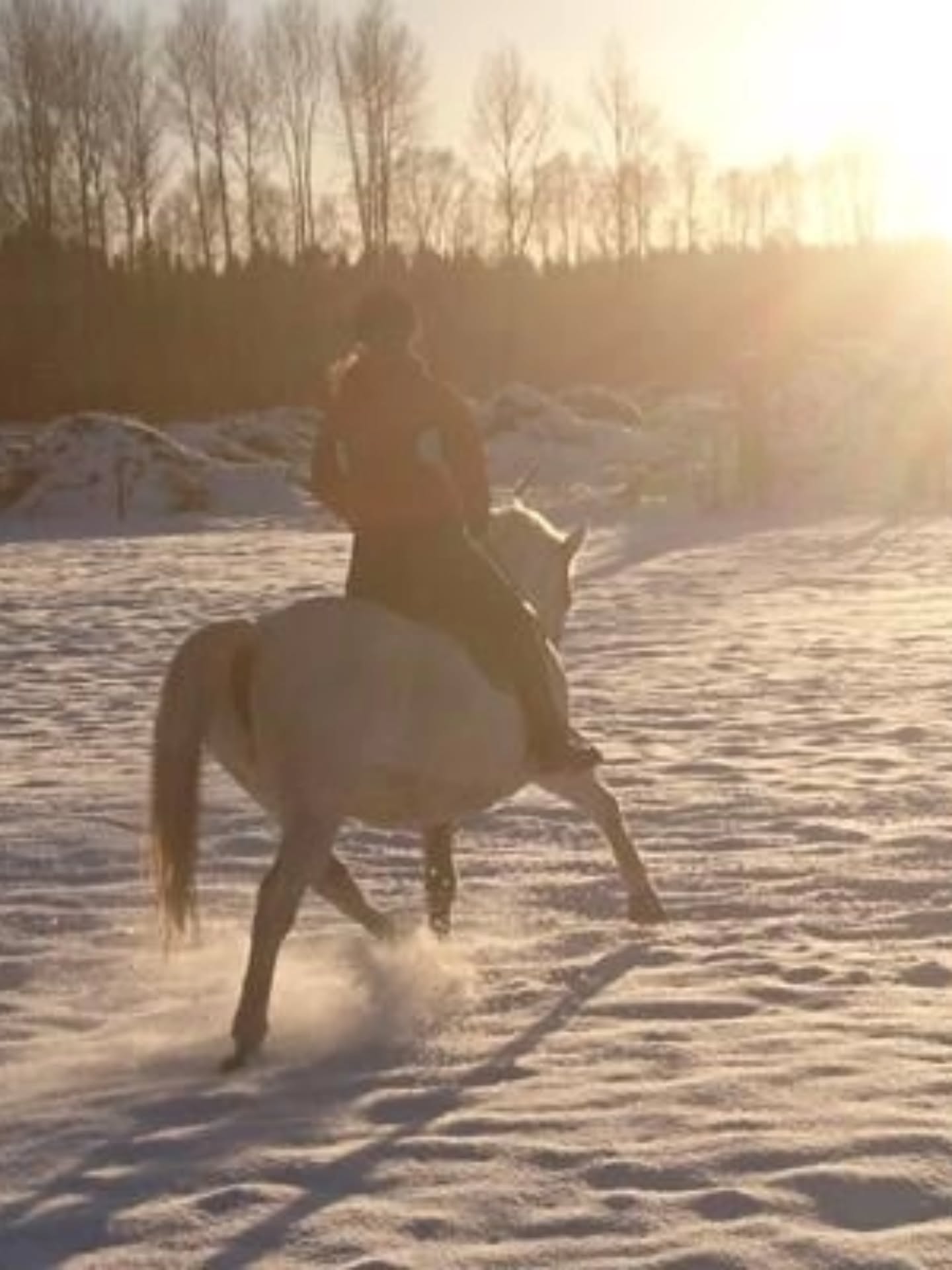 ❄️Dagridläger för barn på sportlovet
17 februari, kl 09.00-15.00
18 februari kl 09.00-15.00
Detta läger riktar sig till barn och ungdom som ridit minst 1 termin på ridskola, eller har motsvarande kunskap, och som minst kan rida och kontrollera din häst utan ledare i skritt och trav på ridbanan men som kanske behöver ledare på uteritt.
Lägret är också lämpligt för elever som ridit i många år i alla gångarter, vi har möjlighet att dela upp ryttarna i mindre grupper om det är olika nivåer på ryttarna.
Under dagen ägnar vi oss åt grupplektion på ridbanan, hästpyssel, en härlig uteritt, stallskötsel, teori och mycket annat kul.
🍽Egen matsäck och mellis medtages, kylskåp och micro finns. Vi bjuder på frukt och saft.
Har man ingen skjuts hem direkt vid 15 går det bra att hänga kvar hos oss och vänta tills föräldern slutat jobbet. Likaså går det bra att bli lämnad tidigare på morgonen om det behövs.
💰 Pris: 650kr/dag
Varmt välkommen till en härligt, hästig dag hoss oss på Ängvaktartorp!
❄️🐴🌞