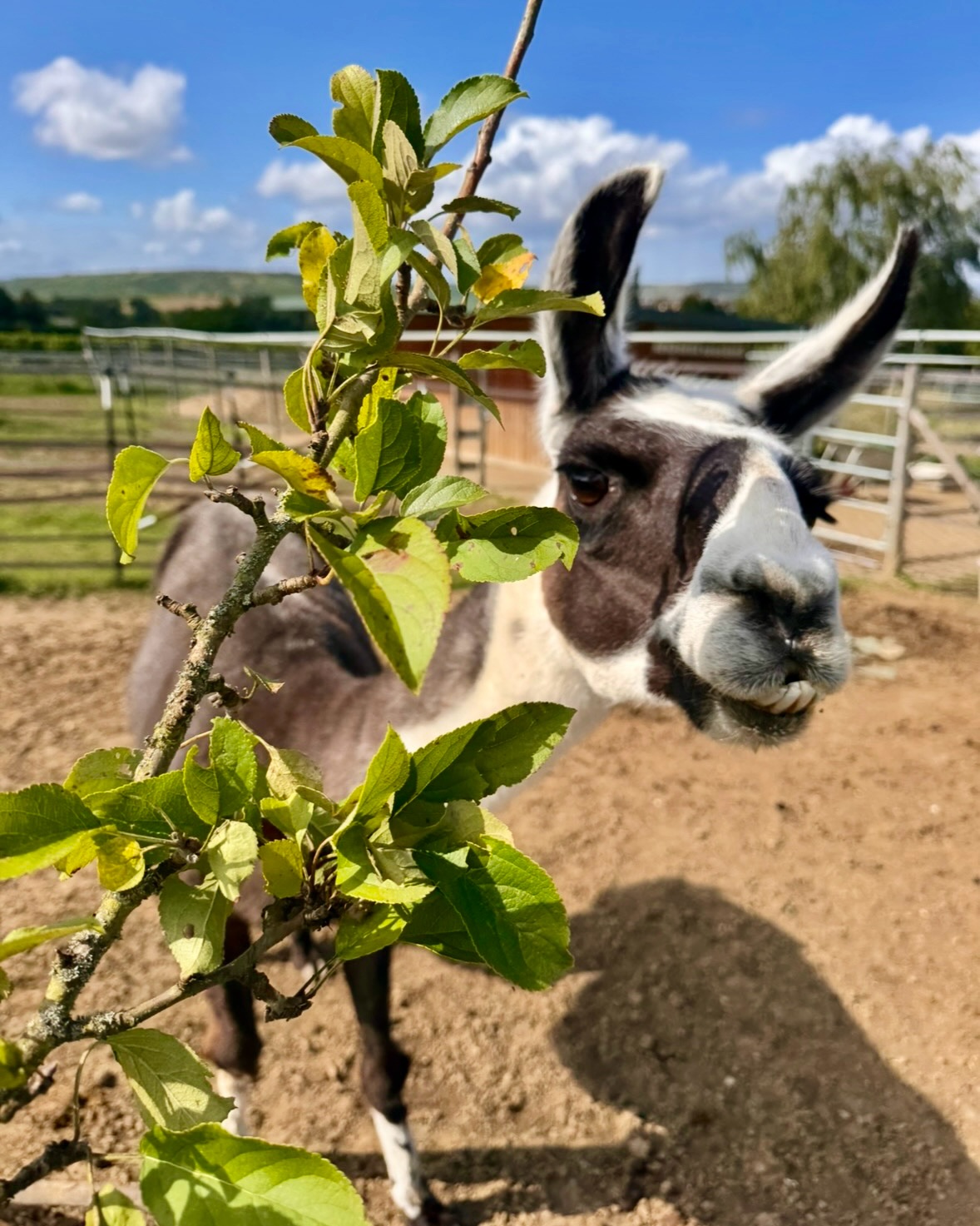 🦙
Hallo liebe Liebenden 🤗
Heute stelle ich mich vor!
Mein Name ist Kurt!
Ich bin hier das größte Lama mit den längsten Beinen.
😁 Definitiv ein Schönheitsmerkmal 😍
Ich bin ein charakterstarker Lama-Wallach und bin hier der Herdenchef.
Diesen Job erfülle ich zur vollsten Zufriedenheit 🙏
Geboren wurde ich am 25.07.2011 🎂
Auf den Bildern seht ihr mich beim Obstbaum snacken (😋lecker), kurz vor Dienstbeginn und auf der Weide!
Ich freue mich immer darauf, Touren mit euch zu gehen 🚶♂️🦙.
Hast du auch Führungsqualitäten?
☝️ Dann sind wir ein Dreamteam 🫶
Seid herzlich gegrüßt und bis bald mal live und vor Ort 🤗
🦙Kurt!
#selztallamas #begegnungshofselztallamas #rheinhessen #wandernmachtglücklich
#lama