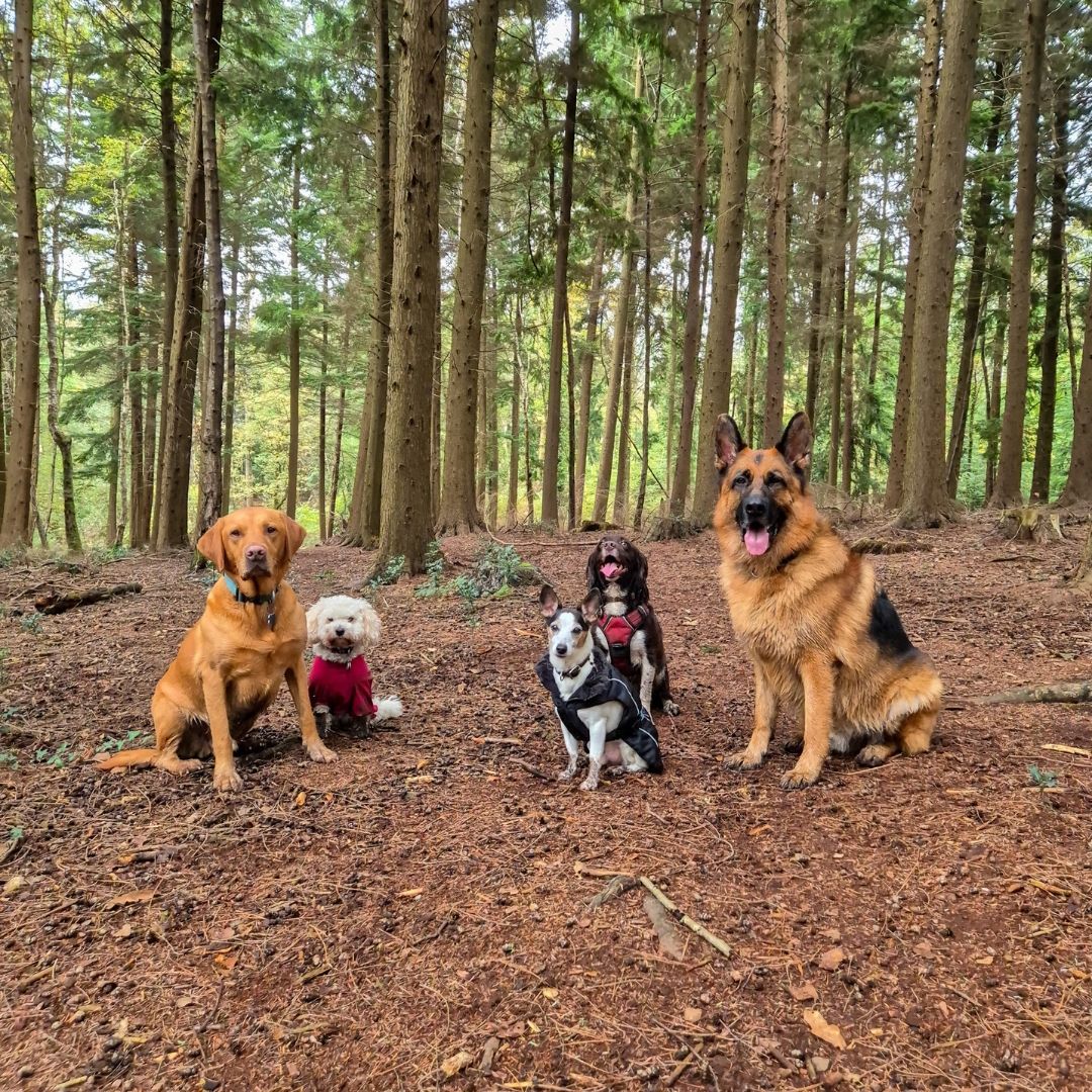 What a bunch π
I'm blessed to walk some really awesome dogs and I hope photos like captures just some of the joy they bring to my days. Yes there's mud, and rain and flat tyres, and traffic and sometimes there are some really frightful people, but this is always the best job in the world π
#wilddays #walkies #selfemployed #theromseydogwalker #romseydogwalkingservices