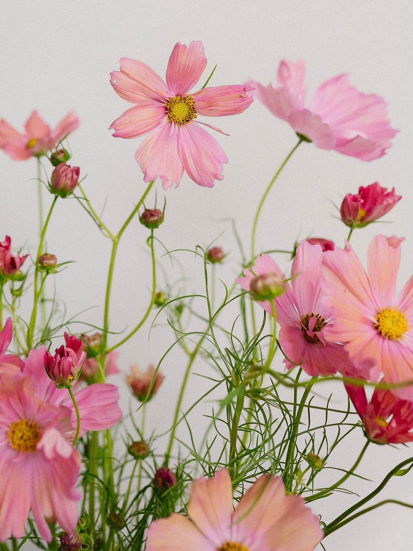 Patiently waiting the return of local cosmos.
photo: @beesalomons