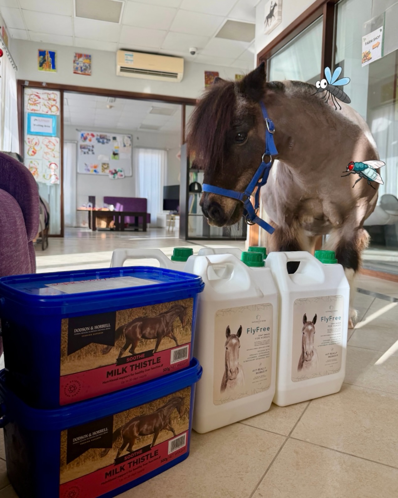 Chester had enough of the flies and mosquitoes… so he came straight to the office to check if his fly spray arrived! @flyfreetnkc 🦟😅
A big THANK YOU to @thenaturallykindco for the fly spray and to @star_selection_uae for the Milk Thistle for our horse Too Much Make Up and delivery. 🙏