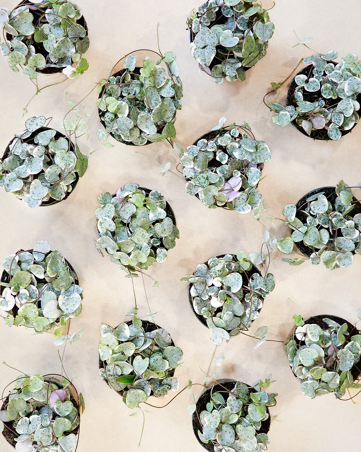 💚 CEROPEGIA WOODII VARIEGATA 💚
Tu es à la recherche d’une idée cadeau qui dure plus longtemps qu’un bouquet de fleurs ? Ne cherche plus, on a déniché la perle rare pour ta moitié 🫶🏼
Zoom sur le Ceropegia Woodii Variegata, plus connu sous le doux nom de « Chaîne de cœurs » 😍
Pourquoi on l’adore ? ❤️
🌱 ses petites feuilles en forme de cœurs, marbrées de crème et bordées d’un rose délicat
🌱 elle retombe en cascade, parfait pour habiller une étagère ou dans une suspension en macramé
🌱 elle est aussi facile à vivre qu’elle est belle 👉🏼 un peu de lumière, très peu d’eau et c’est le parfait amour
Le petit + ? Le Ceropegia Woodii Variegata n’est pas toxique pour vos animaux 🐱
⚠️ Stock limité : elles viennent tout juste de débarquer en boutique & on sait d’avance qu’elles ne vont pas rester longtemps sur nos étagères 👀
Rendez-vous en magasin ou sur la boutique en ligne pour choisir la tienne 🌿
📍 Jēra, 51 avenue Jean Jaurès, Domont
👉🏼 www.jeraplantshop.com
#boutiquedeplantes #plantslovers #ceropegiawoodiivariegata #plantesrares #greenlovers