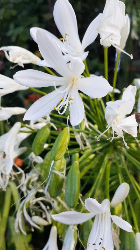 Out on another walk and I did a little comparison of my artificial white Agapanthus compared to the real versions. I think it's a damn fine faux version and that's why I choose the flowers I do; for the way they imitate the real thing.
#meadowandtea #fauxflowersofinstagram #fauxflowersnz #artificialflowersnewzealand #artificialflowersnz