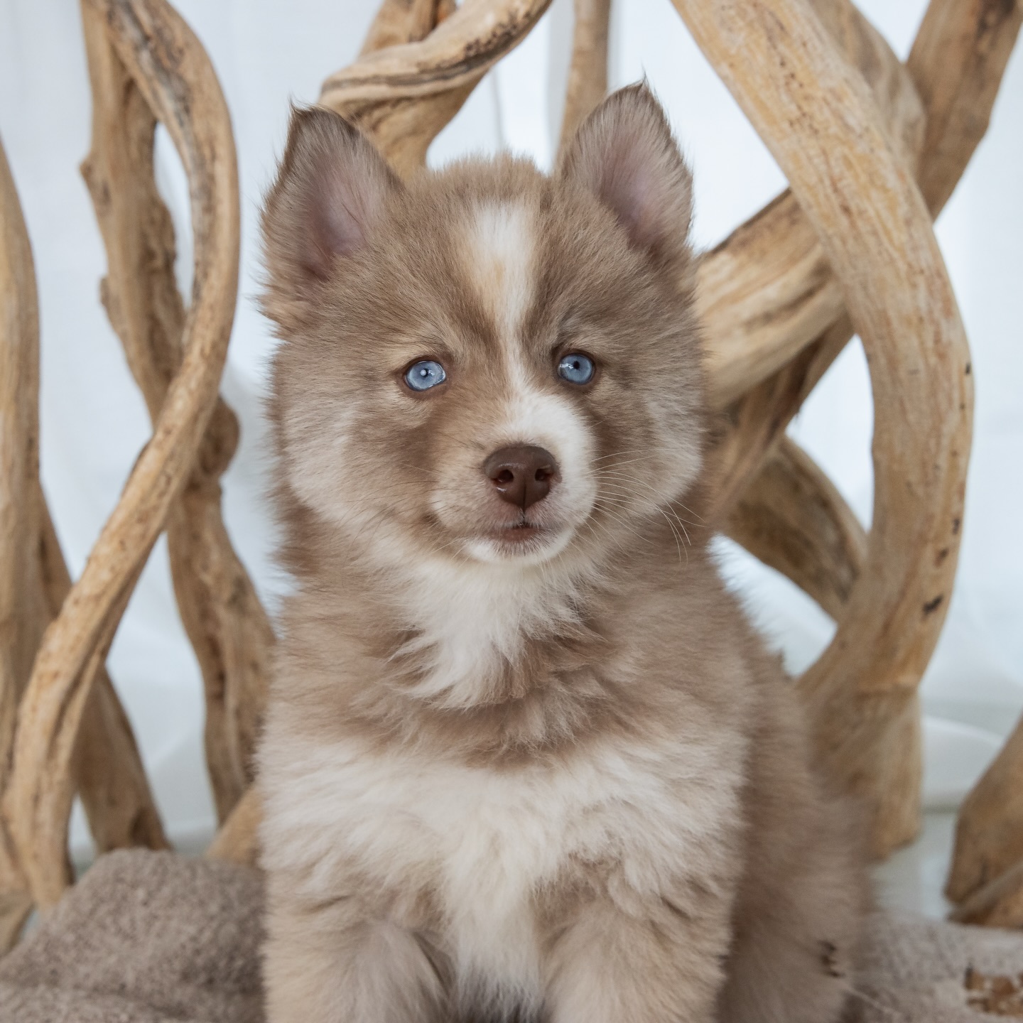 Filou 🤎❄️
Dieser neugierige Blick, der schon jetzt verrät, wie viel Schalk und Charme in ihm steckt.✨ Dein kleines Abenteuer fängt gerade erst an. Filou ist ein verschmuster, aufgeweckter, selbstbewusster kleiner Welpe.. klug, schnell im Kopf und definitiv ein kleiner Frechdachs..☺️🤍 Filou hat nicht nur ein Zuhause gefunden, sondern gleich auch sein perfektes Match: Er hat einen Bruder bekommen – Leo, ebenfalls ein kleiner Pomeranian-Welpe. 🥹🫶
Die zwei sind schon jetzt unzertrennlich: Sie spielen und schlafen nebeneinander ein und man merkt einfach, dass sie sich „gefunden“ haben. Es ist sooo süß zu beobachten, wie schnell aus zwei Hunden und einer Familie ein kleines Rudel wird. 💛 Er ist ein intelligenter, lernfähiger kleiner Mann – einer, mit dem man nicht nur „einen Hund hat“, sondern mit dem man richtig was machen kann: lernen, entdecken, unterwegs sein, einfach überall dabei. 🐾✨
Ich freue mich so sehr für ihn, Leo und natürlich für die Mami – das wird ein richtig schönes Team. 🫶
#Pomsky #PomskyDeutschland #PomskyVanessa #PomskyPuppy #pomskylife