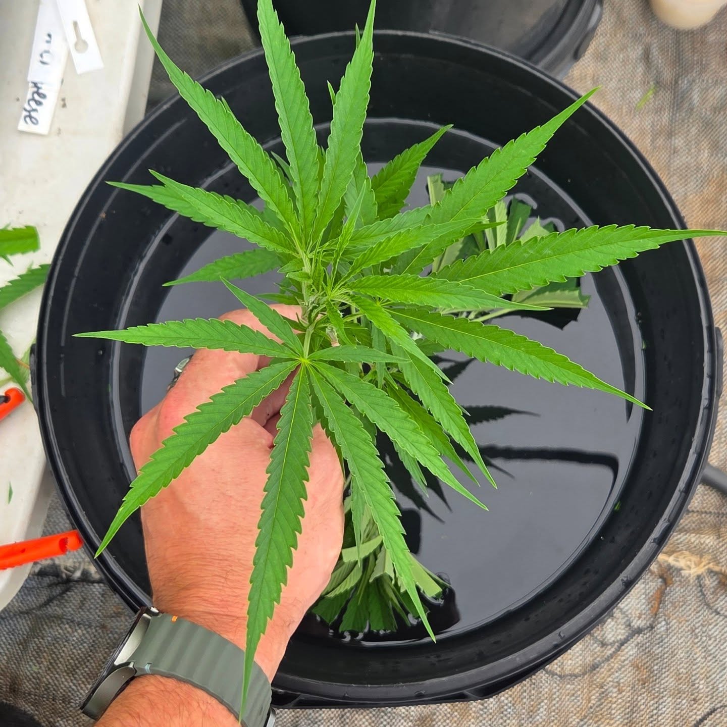 Before and after the leaf trim 🌿🌱