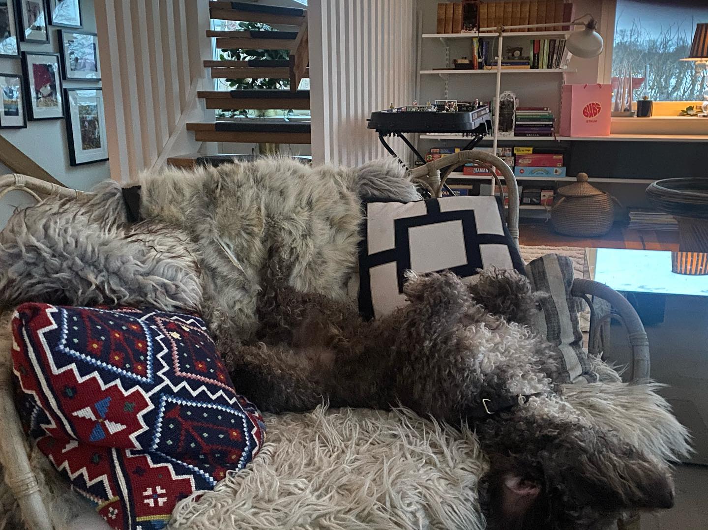 🧘♀️Max-Chill de Luxe🧘♀️Det är viktigt att starta arbetsveckan i lugnaste tempo möjligen🤎🐶🤎🐶