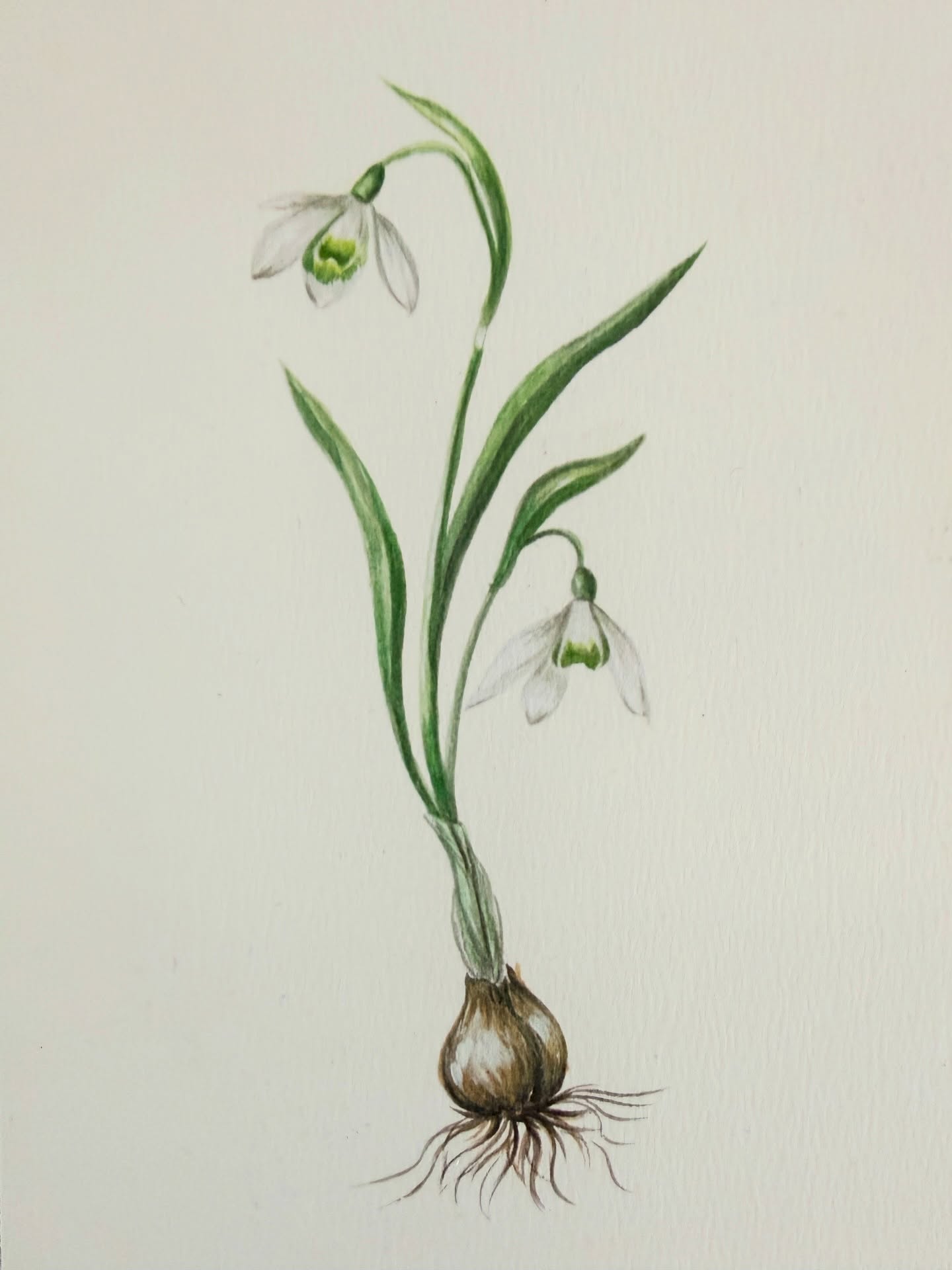 Thrilled to have been asked by my very clever friend @laurabutlermadden to illustrate the simplicity and beauty of the snowdrop to celebrate @grove_england ‘s new Snowdrop fragrance launch.
Rising above the mud, pristine and perfectly white and green, the Snowdrop is a symbol of hope amidst the dirt and gloom, and a reminder that beautiful things bloom in harsh conditions.
This is @grove_england ‘s second scent - where Laura has created a fragrance for flowers that have none. With top notes of Chamomile, Frankincense and Hinoki. Magnolia flowers, leaf and linden in the middle and Sandalwood and Spikenard which has a deep woody scent at the base, the fragrance is both luminous, elegant, green and uplifting but dries to something more grounding. I love it .
Head to www.Grove-England.com to discover more
Photography @butlermadden
#snowdrops