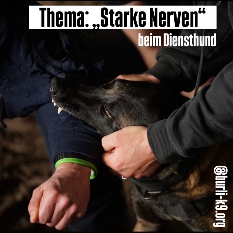Seit vielen Jahren begegnet uns im Zusammenhang mit dem Thema „Diensthund“ die umgangssprachliche Formulierung der „guten Nerven“. Insbesondere seit dem Inkrafttreten der TierSchHuV sowie durch die intensivere Kommunikation zwischen privaten Züchtern und diensthundhaltenden Behörden hat dieser Begriff eine Renaissance erfahren.
Gleichzeitig wird unter diesem Sammelbegriff eine Vielzahl unterschiedlicher Vorstellungen und Überzeugungen zusammengefasst, die aus unserer Sicht einer differenzierteren Betrachtung bedürfen.
Im Laufe unserer Arbeit mussten wir wiederholt feststellen, dass unterschiedliche Bezeichnungen für ein und dasselbe Ereignis eine konsequente Weiterentwicklung im Diensthundewesen wie auch im Sport erschweren oder sogar blockieren können. Vor diesem Hintergrund haben wir uns im Burli-K9-Team zusammengesetzt und unsere eigene fachliche Auffassung zu diesem Thema formuliert.
Die praktische Umsetzung bleibt davon zunächst unberührt, kann jedoch eine fundierte Grundlage für eine weiterführende fachliche Diskussion bieten.
Vertiefend werden wir dieses Thema auch im Rahmen unseres Vortrags auf der CACIT am Sonntag um 11:00 Uhr in Raum 1 behandeln.
- - -
In der psychologischen Fachsprache verweist der umgangssprachliche Ausdruck „gute Nerven“ auf die individuelle Fähigkeit, in stressreichen oder konflikthaften Situationen eine stabile affektive Regulation aufrechtzuerhalten, kognitive Kontrollprozesse zu sichern und funktionale Bewältigungsstrategien (Coping) anzuwenden.
Diese Fähigkeit steht in engem Zusammenhang mit der individuellen Reizschwelle zur Auslösung psychophysiologischer Stressreaktionen, die interindividuell variiert und sowohl durch genetische Dispositionen als auch durch Lernerfahrungen und Sozialisationsprozesse beeinflusst wird.
(vgl. Lazarus & Folkman, 1984; Carver, Scheier & Weintraub, 1989; Rothbart & Bates, 2006; McEwen, 1998).