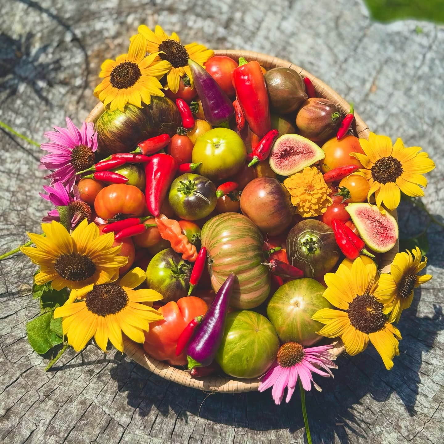 Some 🍅&🌶️ beauties ❤️
I would love to go on a tomato identification course - if anyone knows of a good lead, please steer me in the right direction
#growyourown #heirloomtomatoes #beauties #lunarplantingcalender #biodynamiccalendar #plettitsafeeling #permaculturesouthafrica #🍅