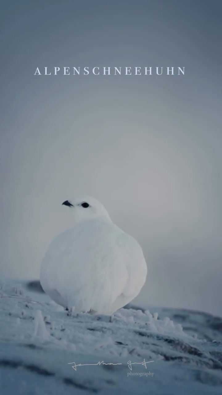 Alpenschneehuhn | Ptarmigan
#wildlifephotography #birdphotography #wildlife #bird #sonyalpha