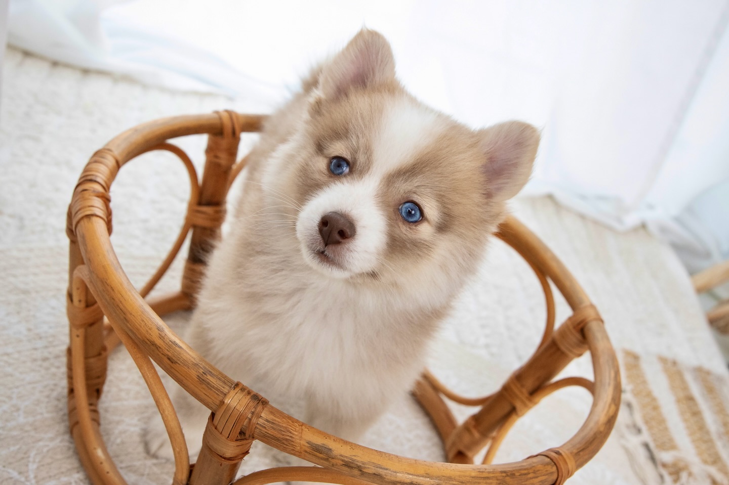 Stella 🤎🐺 ist am Samstag in die Schweiz umgezogen 🇨🇭✨ Ihre neue Mami hat sich so, so sehr gefreut und Stella lebt jetzt in einer ganz besonderen Familie: mit zwei richtigen, großen Huskys an ihrer Seite 🐾🐾. Ein echtes Rudel, ganz viel Liebe, Bewegung und Abenteuer.
Schweizer Natur, Berge, Freiheit und mittendrin diese kleine Maus❤️die so süß und wunderschön ist. 🤍
#Pomsky #PomskyDeutschland #PomskyVanessa #PomskyPuppy #PomskyLife