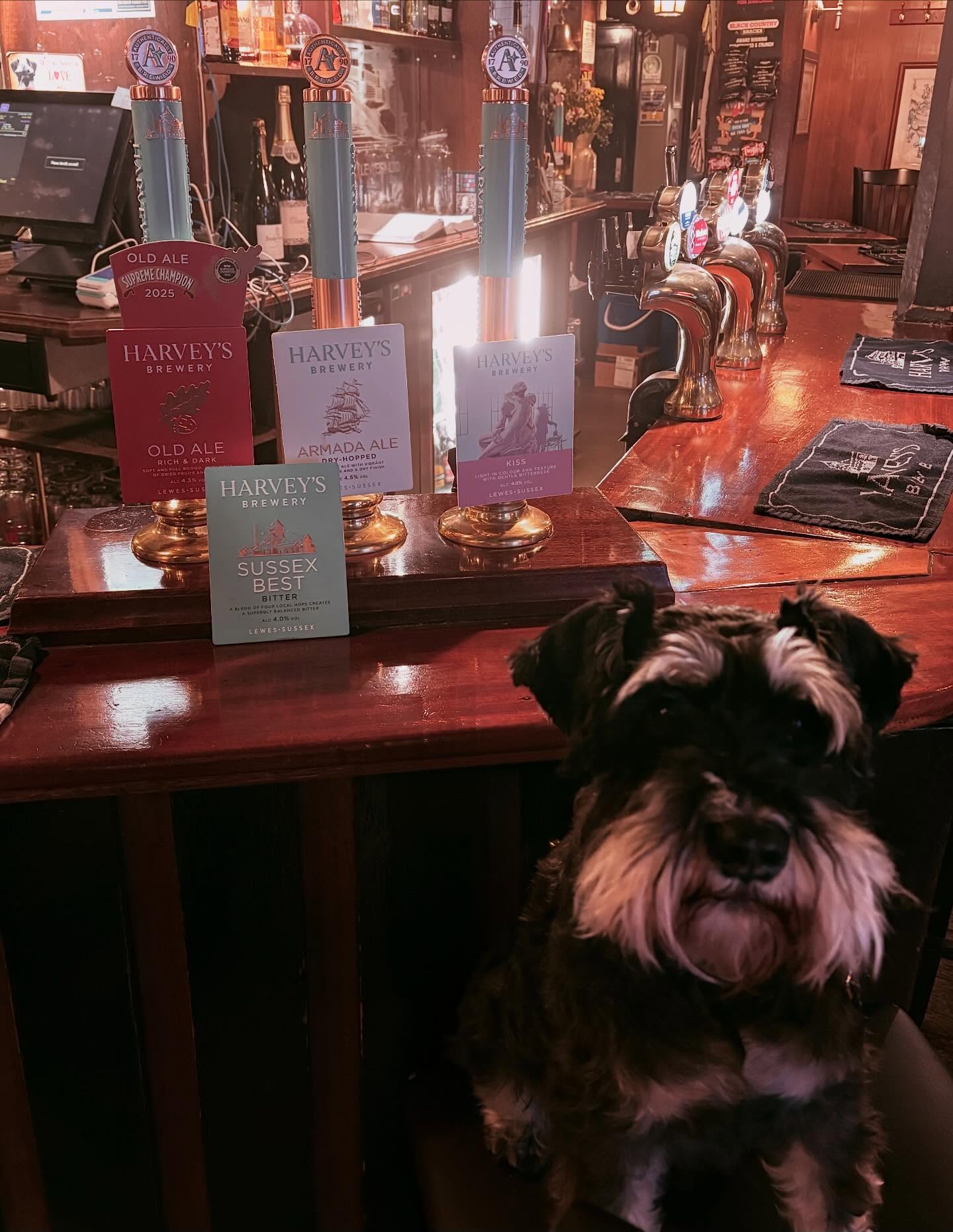 This weeks line up ♥️🐾🐶 Bobby is living the dream ⚒️