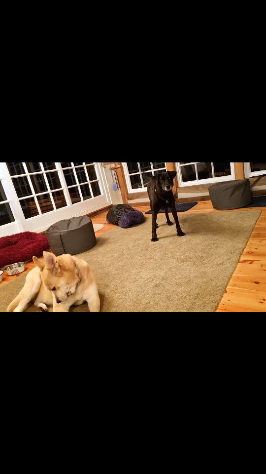 ... wenn Dein Hund Dir nach nem langen Tag etwas sagen möchte... 😂
Feierabend jetzt? Hunger? Sofa? 🥰😄
#mithundensprechen #hundesprache